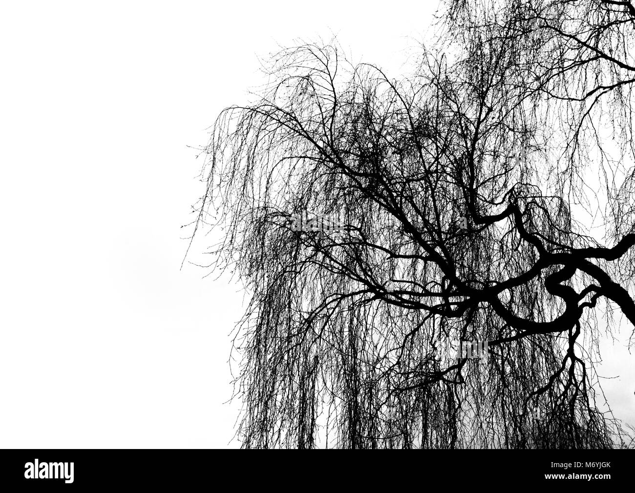 Les branches d'arbre d'hiver silhouette Banque D'Images