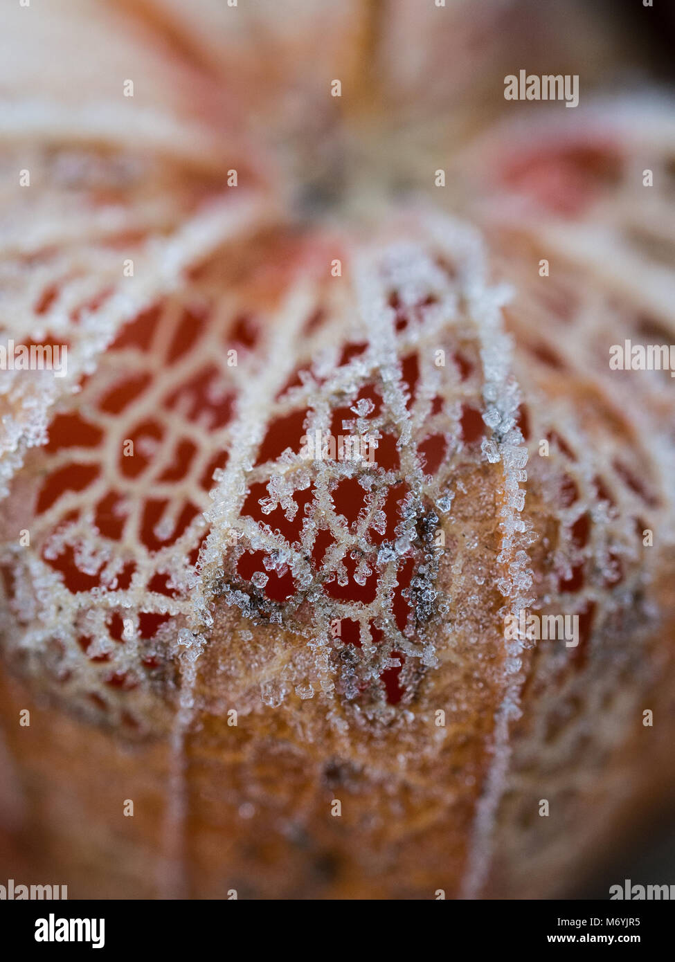 Close up de cristaux à la délicate structure en treillis d'une ancienne de la graine du Physalis orange Banque D'Images