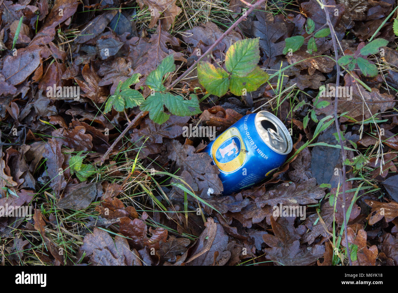 Gros plan d'une lager au rebut pouvez entre les feuilles sur le bord d'un pays Banque D'Images