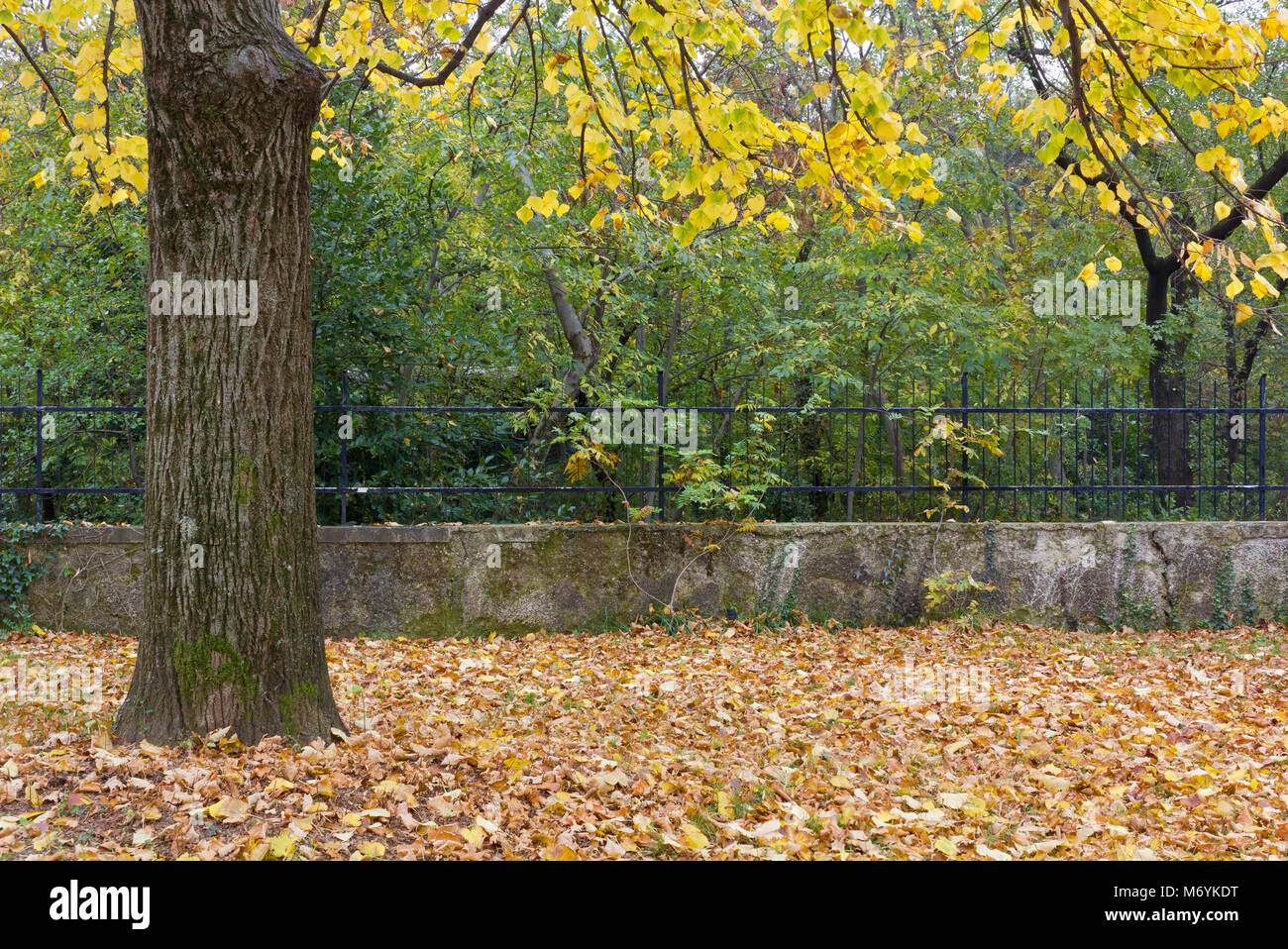 Sous le tilleul à l'automne dans le jardin Banque D'Images