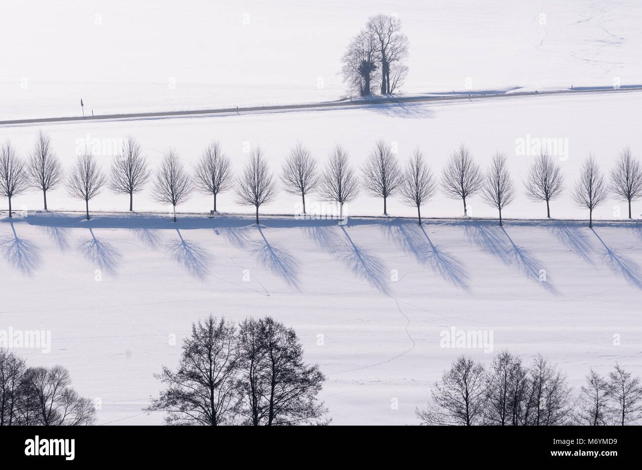 Hessische Rhön, verschneite Bäume, Hesse, Germany, Europe Banque D'Images