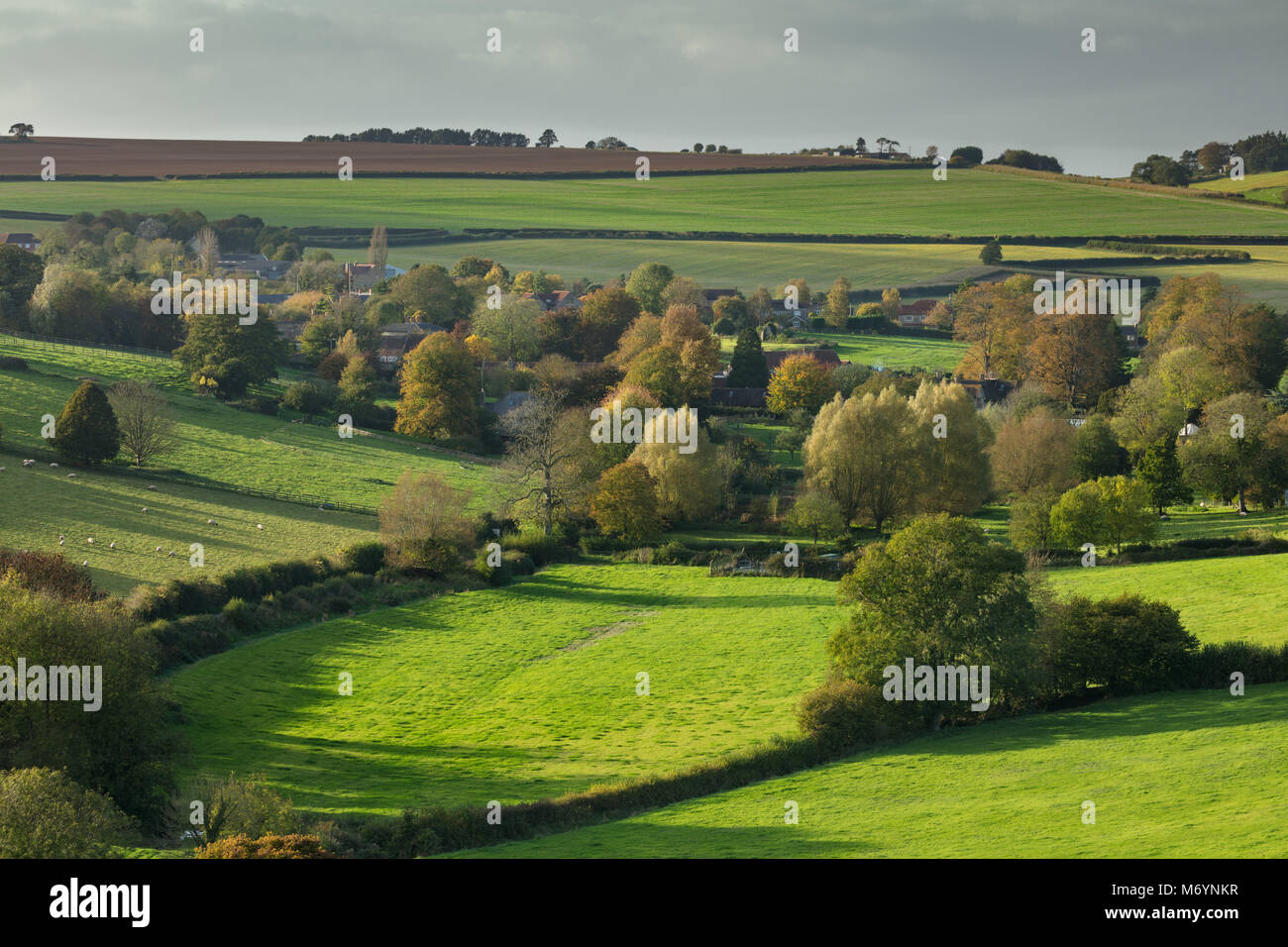 L'automne, Poyntington, Dorset, England, UK Banque D'Images