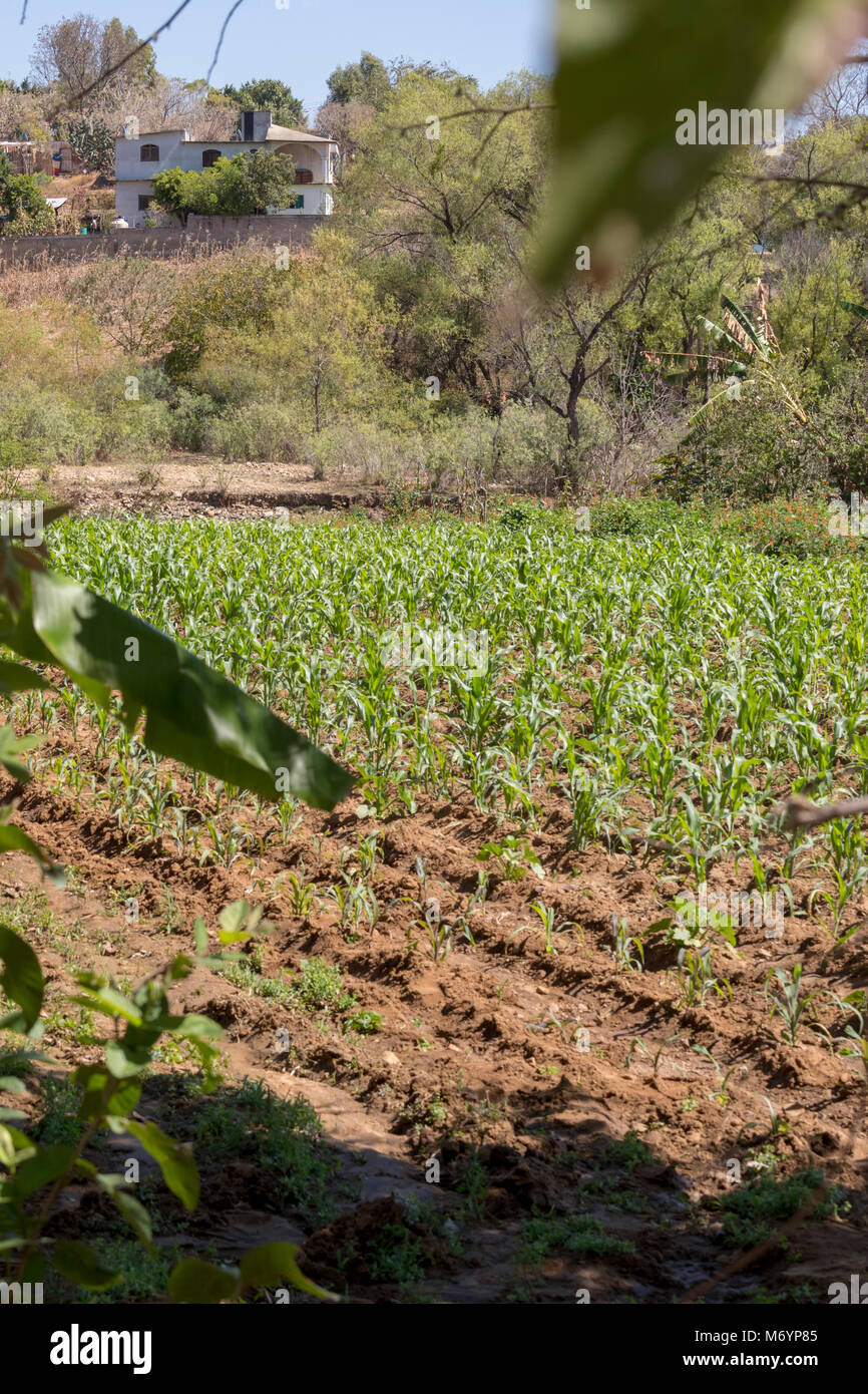 Carrizal, Oaxaca, Mexique - un petit champ de maïs dans l'ouest de la vallée de l'Etla Oaxaca rural. Maïs bon marché importés des États-Unis en vertu de la North American Free Banque D'Images