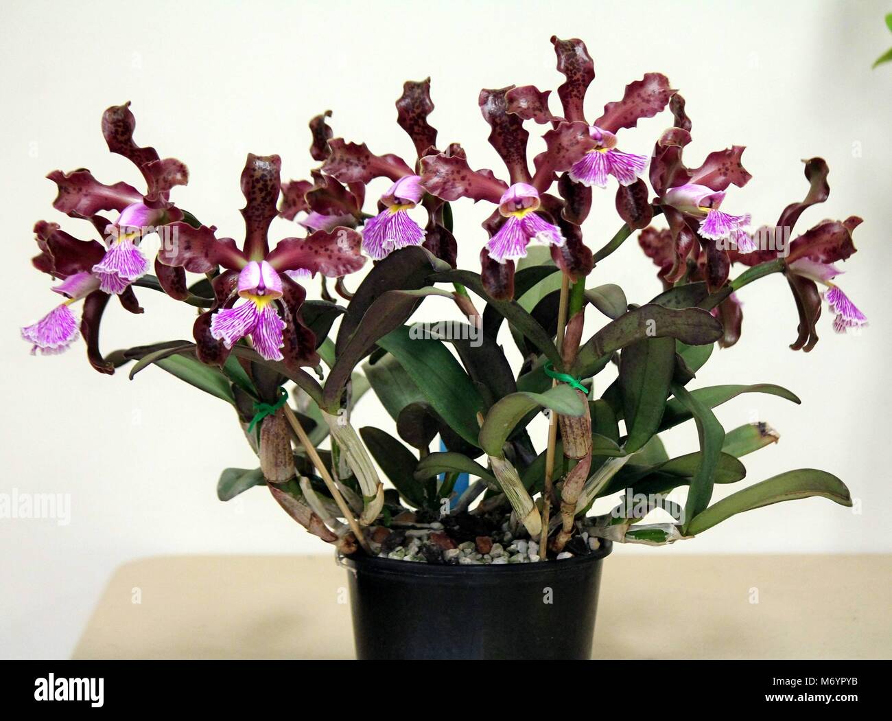 Cattleya schilleriana, d'espèces d'Orchidées Banque D'Images