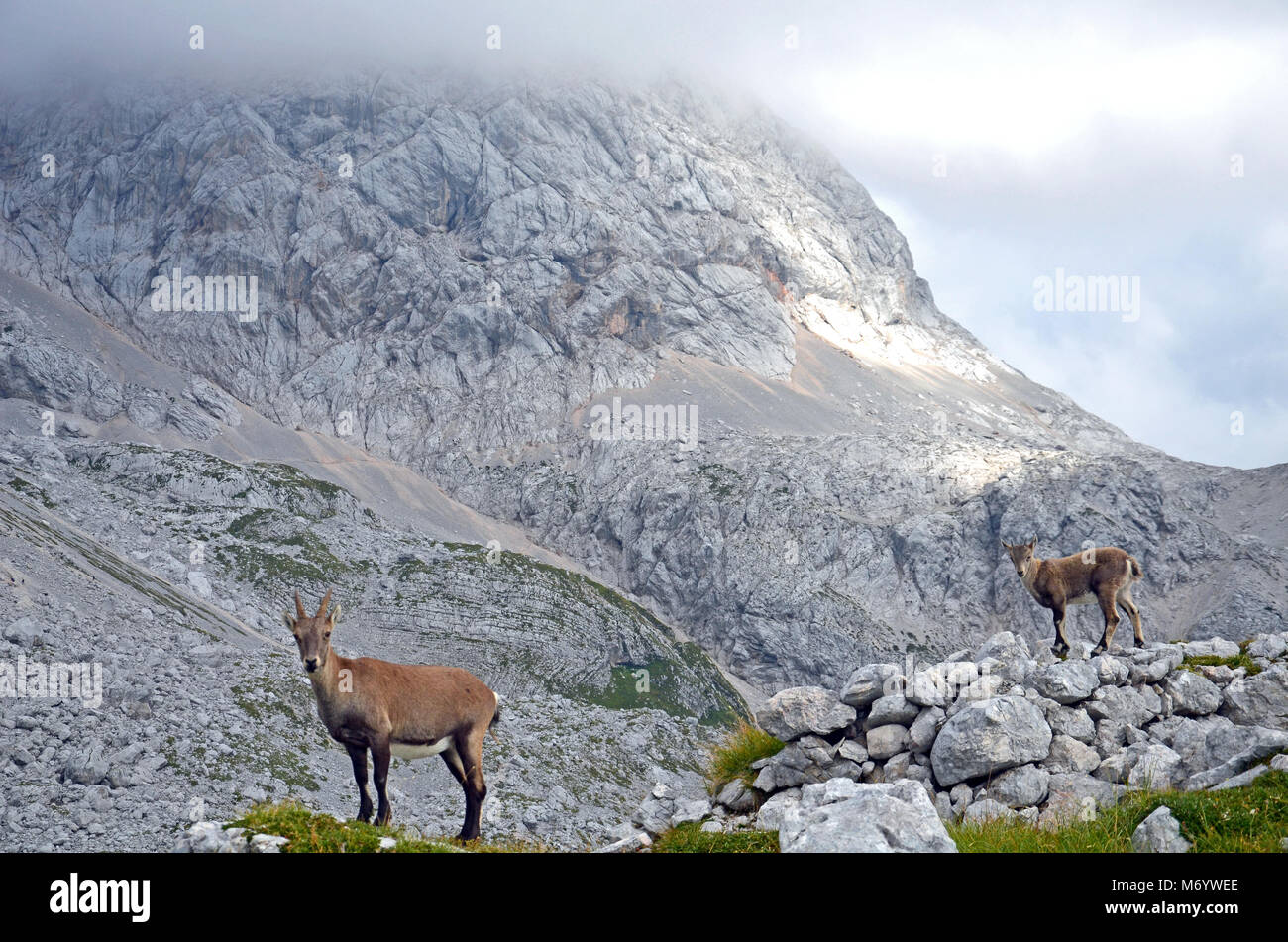 Une famille de chèvres de montagne en Slovénie. Là-haut, dans le parc national du Triglav. Banque D'Images