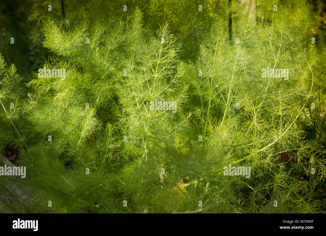 Les jeunes en bonne santé d'Asparagus et pousse dans un jardin en plein air Banque D'Images