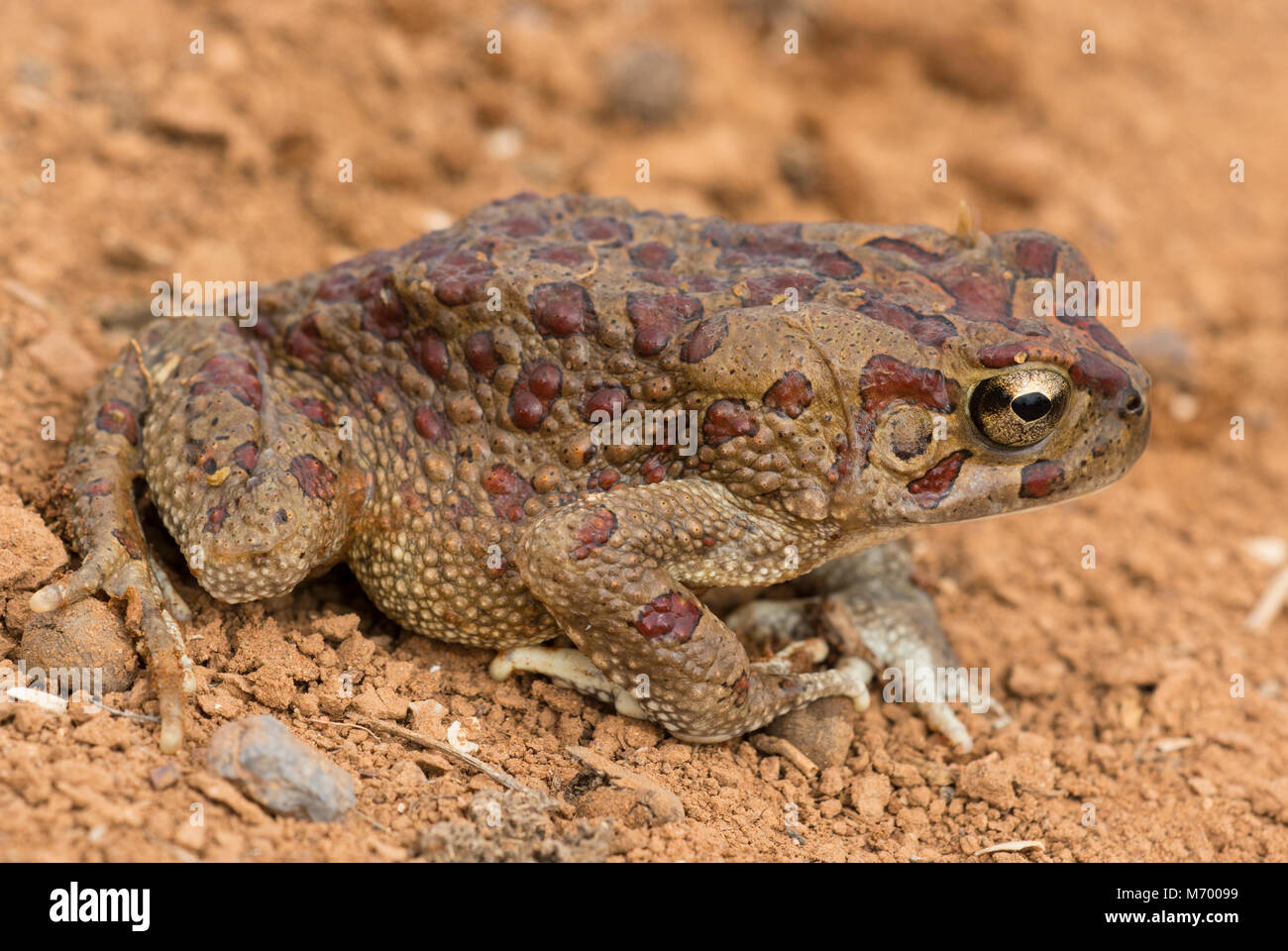 Crapaud mauritanien ou Berbère (Bufo mauritanicus) dans le désert du Maroc en Afrique du Nord. Banque D'Images