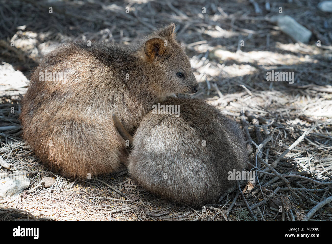 Quokka (Chrysocyon brachyurus), l'image a été prise sur Rottnest Island, Australie de l'Ouest Banque D'Images