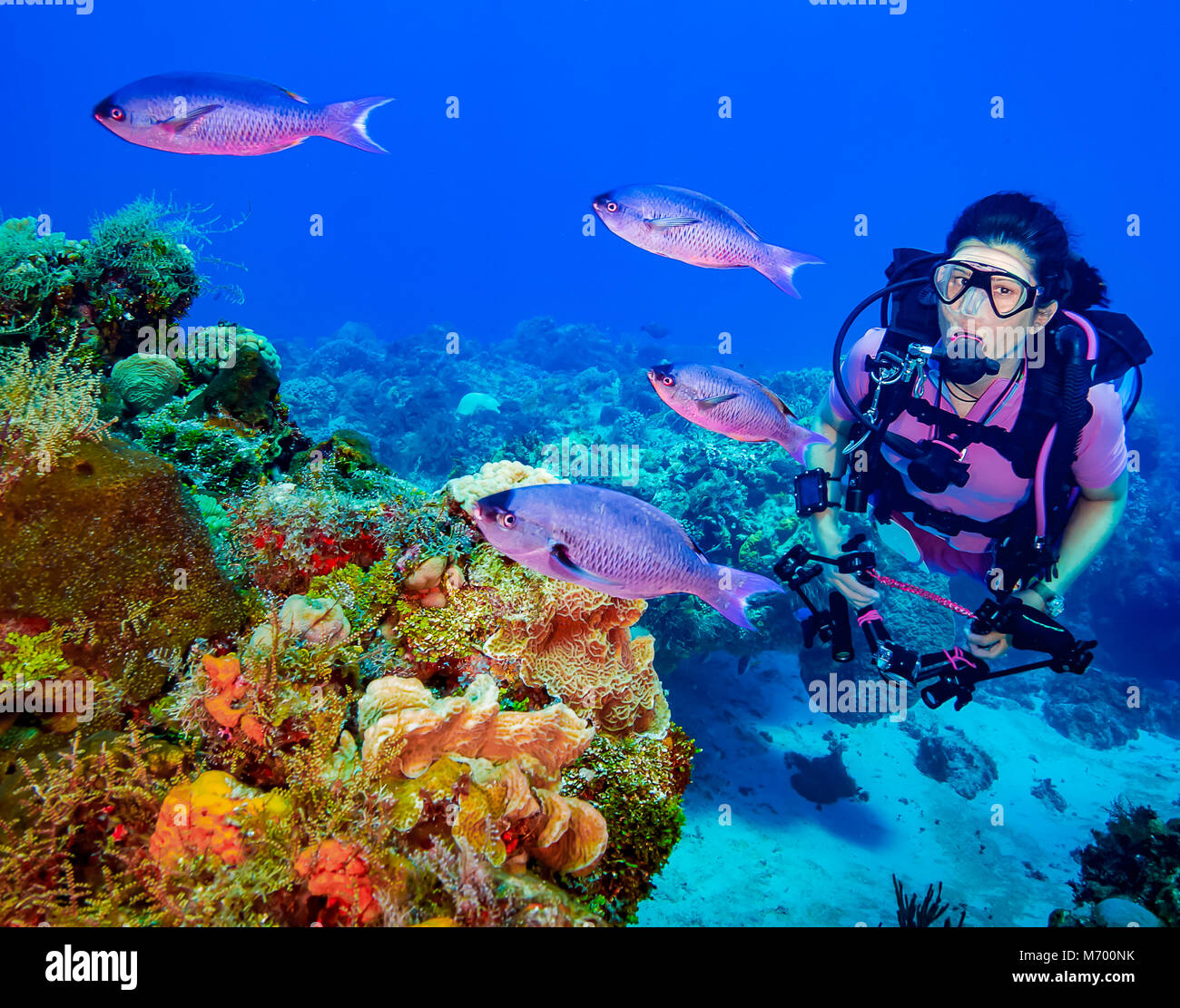 Plongeur femelle avec plus de poissons de récif de corail Banque D'Images