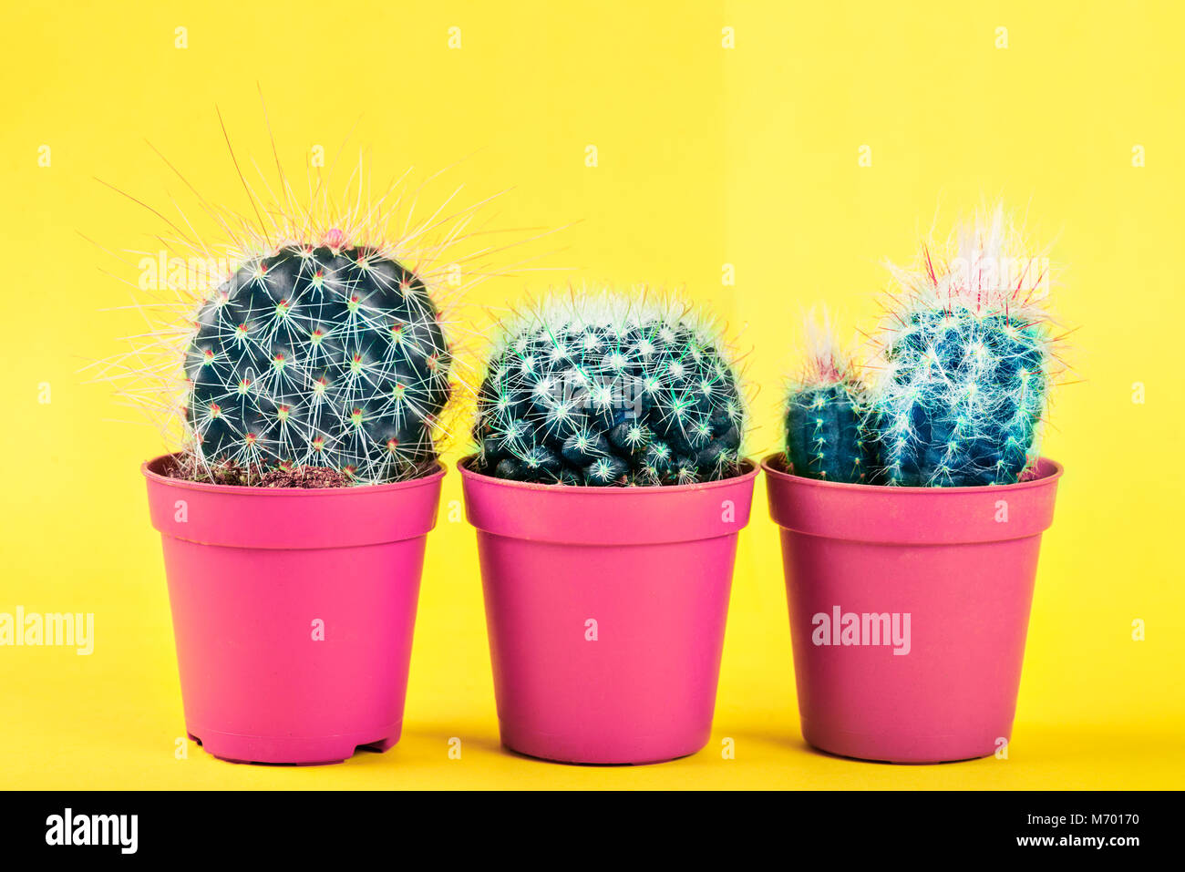 Petit Cactus dans le pot sur fond lumineux. Image conceptuelle, minimalisme créatif, branché les couleurs néon, art gallery design Banque D'Images