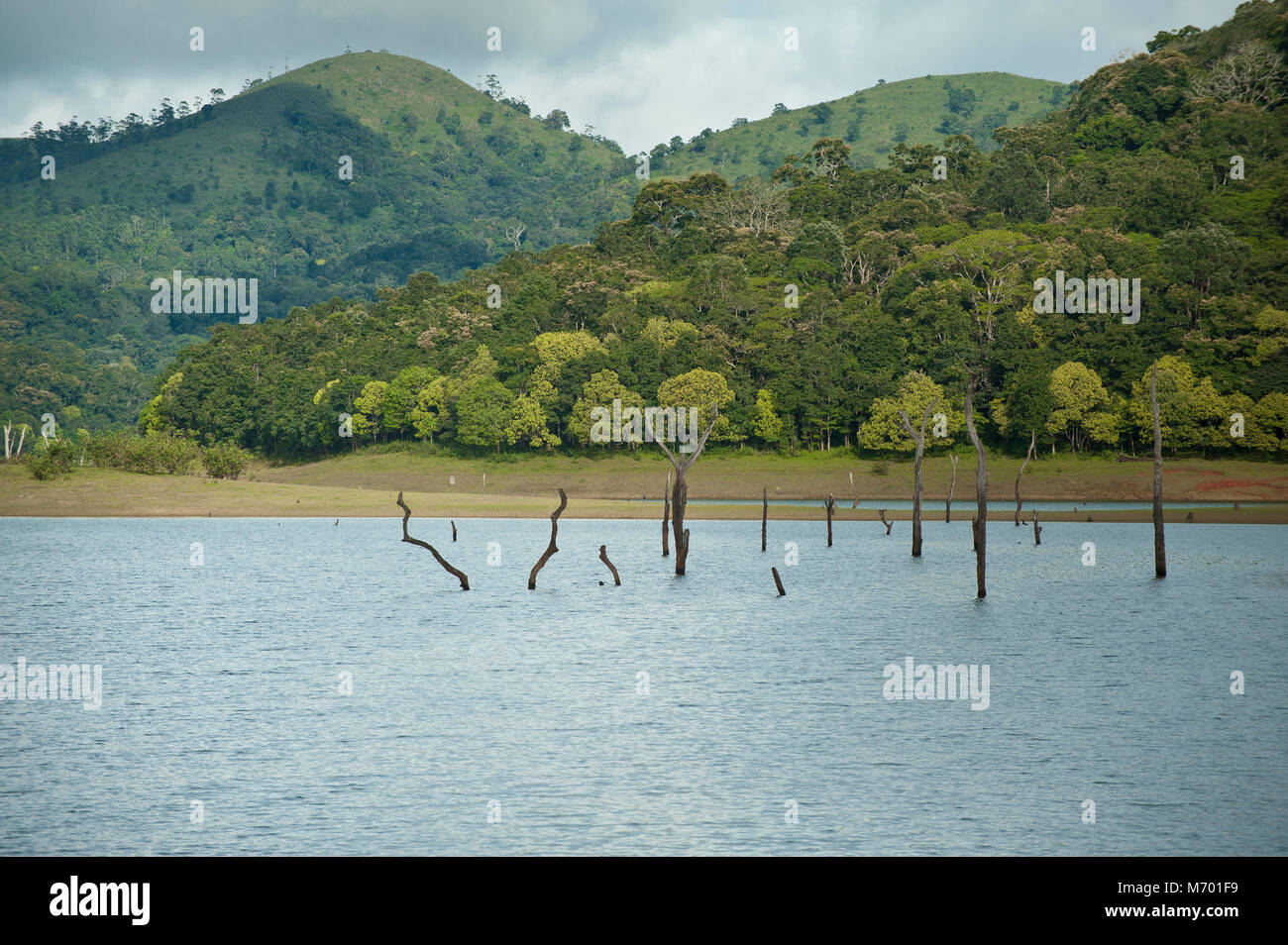 Le parc national de Periyar, Réserve de tigres de Periyar dans le Kerala Inde Banque D'Images