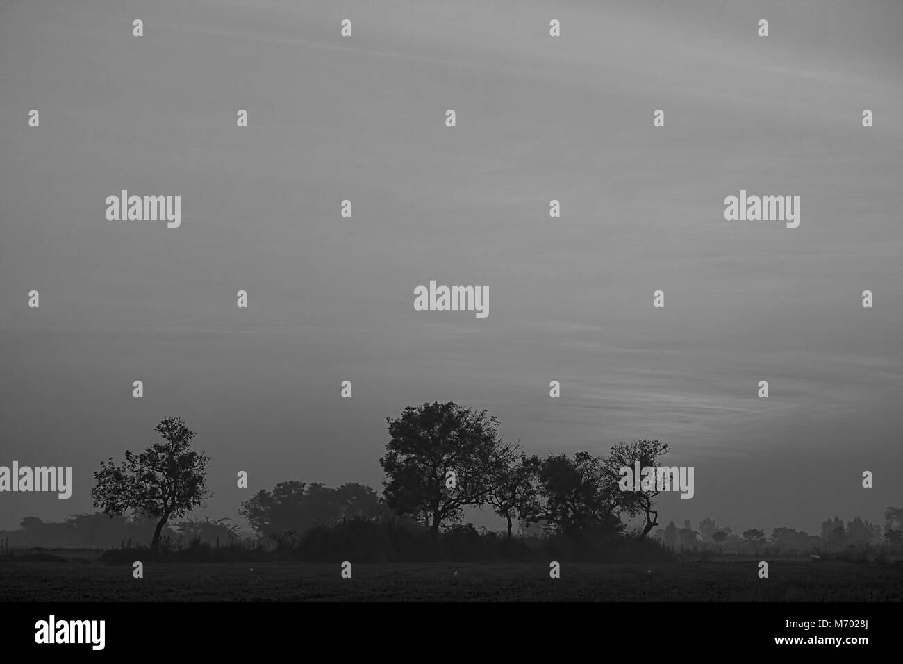 Matin brumeux avant le lever du soleil de l'horizon la silhouette des arbres paysage noir et blanc à Kattur Village, Tamil Nadu, Inde Banque D'Images