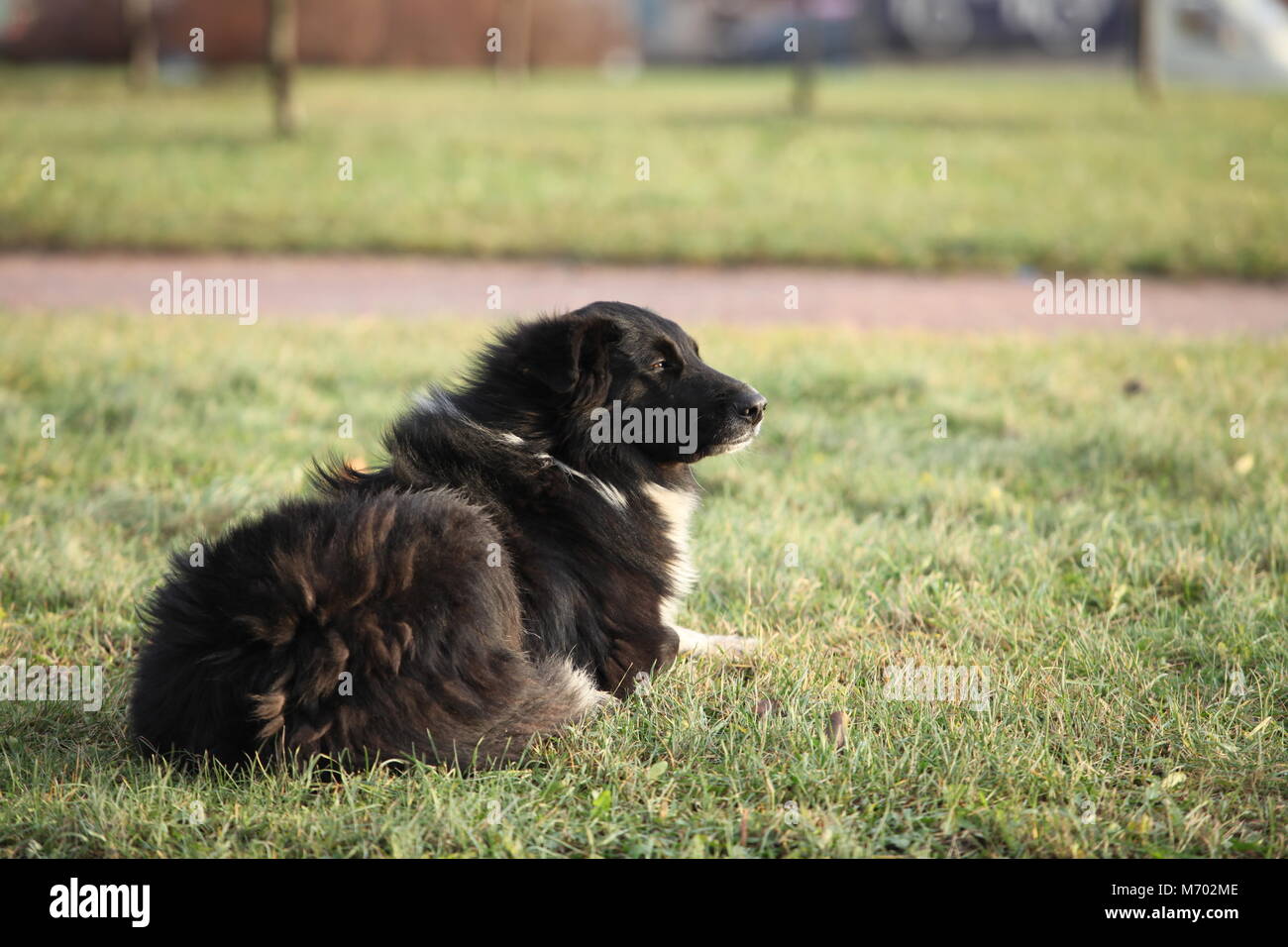Grand chien noir, close-up Banque D'Images