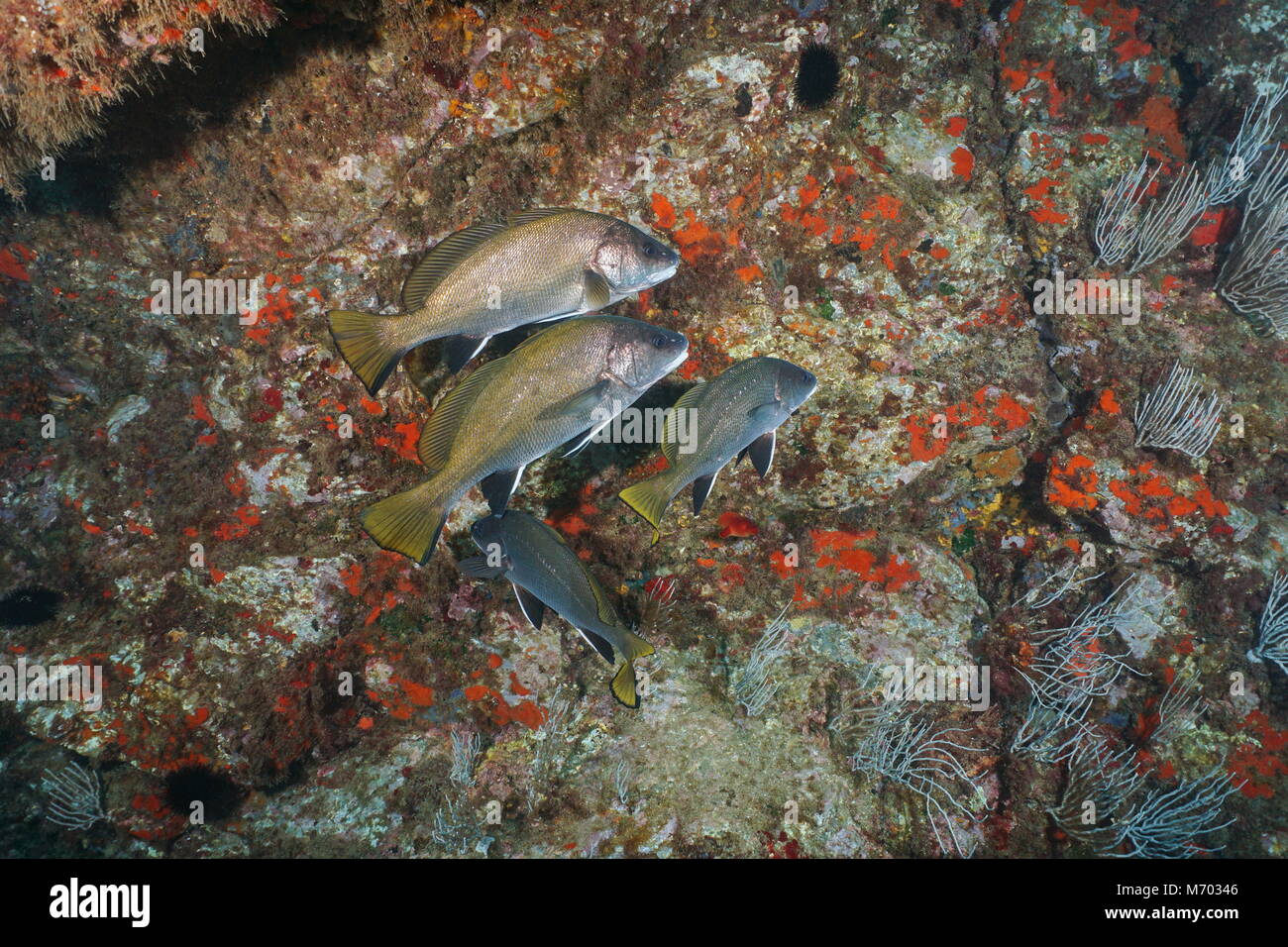 Plusieurs poissons maigres brun, Sciaena umbra, sous l'eau dans la réserve marine de Cerbère Banyuls, mer Méditerranée, Pyrénées-Orientales, France Banque D'Images