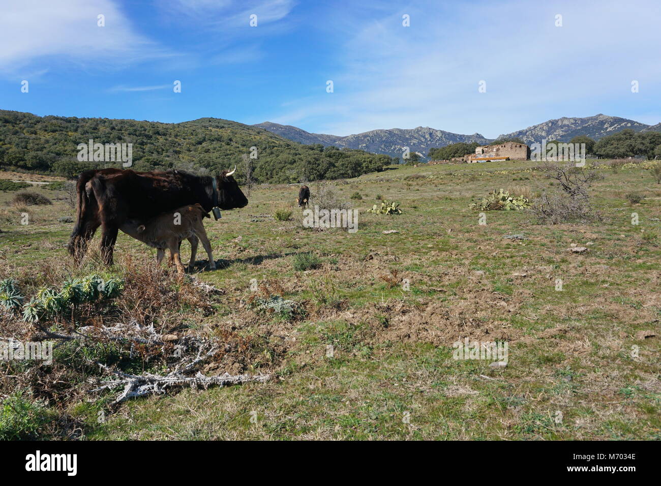 Vaches près d'une ferme abandonnée de l'alpage du massif de l'Albera, Espagne, Catalogne, Gérone, Alt Emporda Banque D'Images