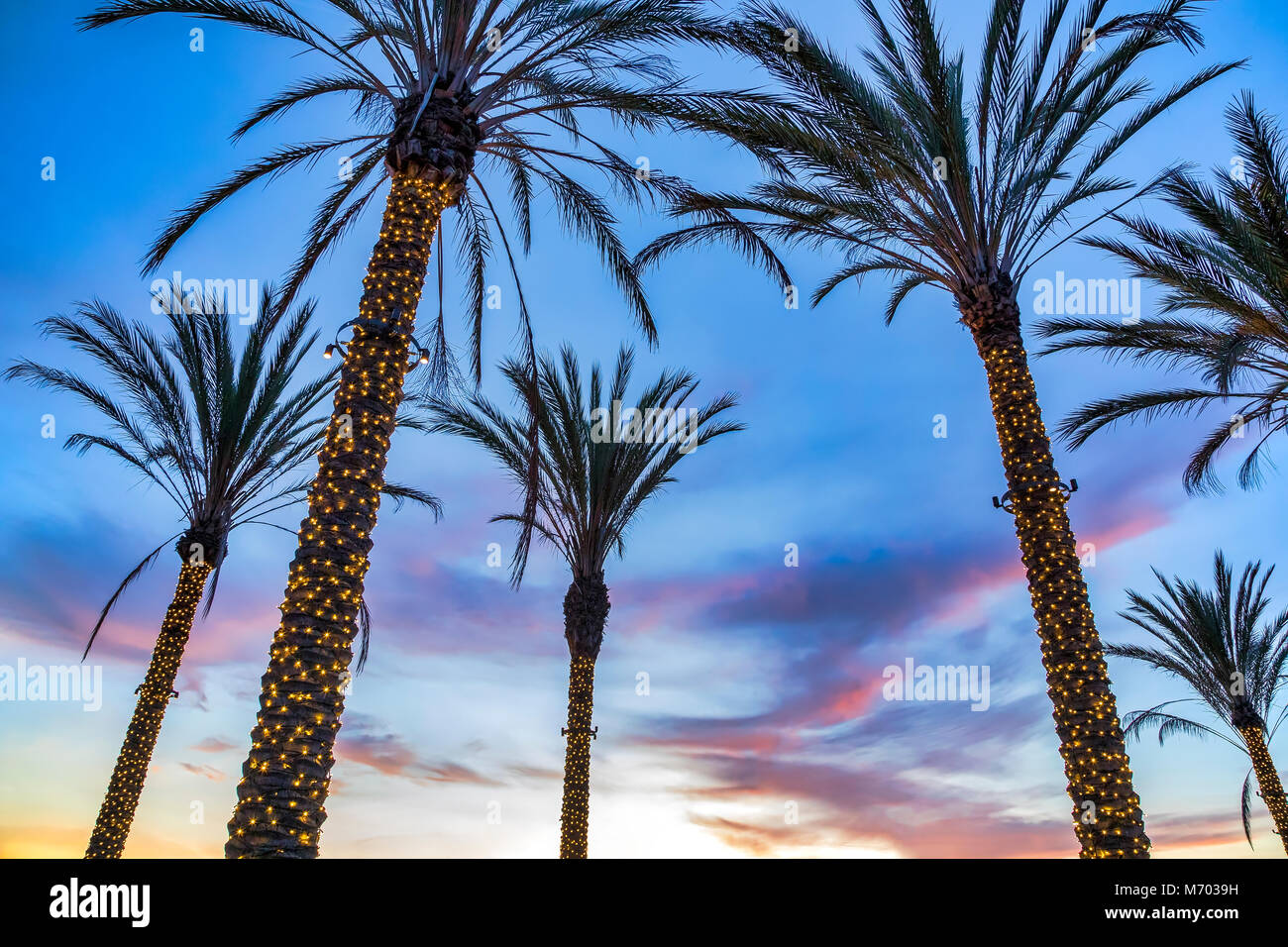 Plusieurs courts de palmiers à La Jolla, Californie Banque D'Images