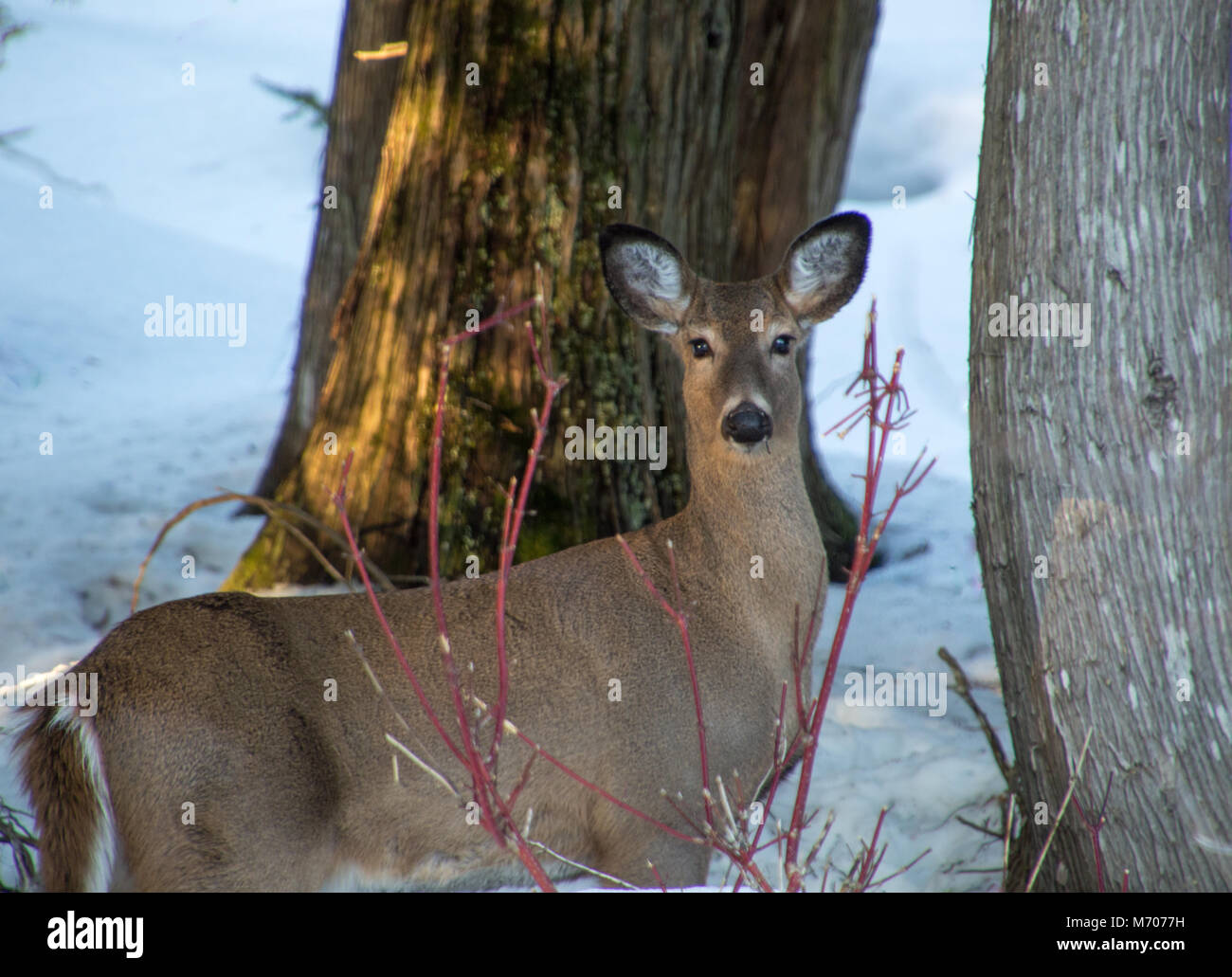 Belle deer par deux cèdres en hiver avec des branches de cornouiller rouge, looking at camera Banque D'Images