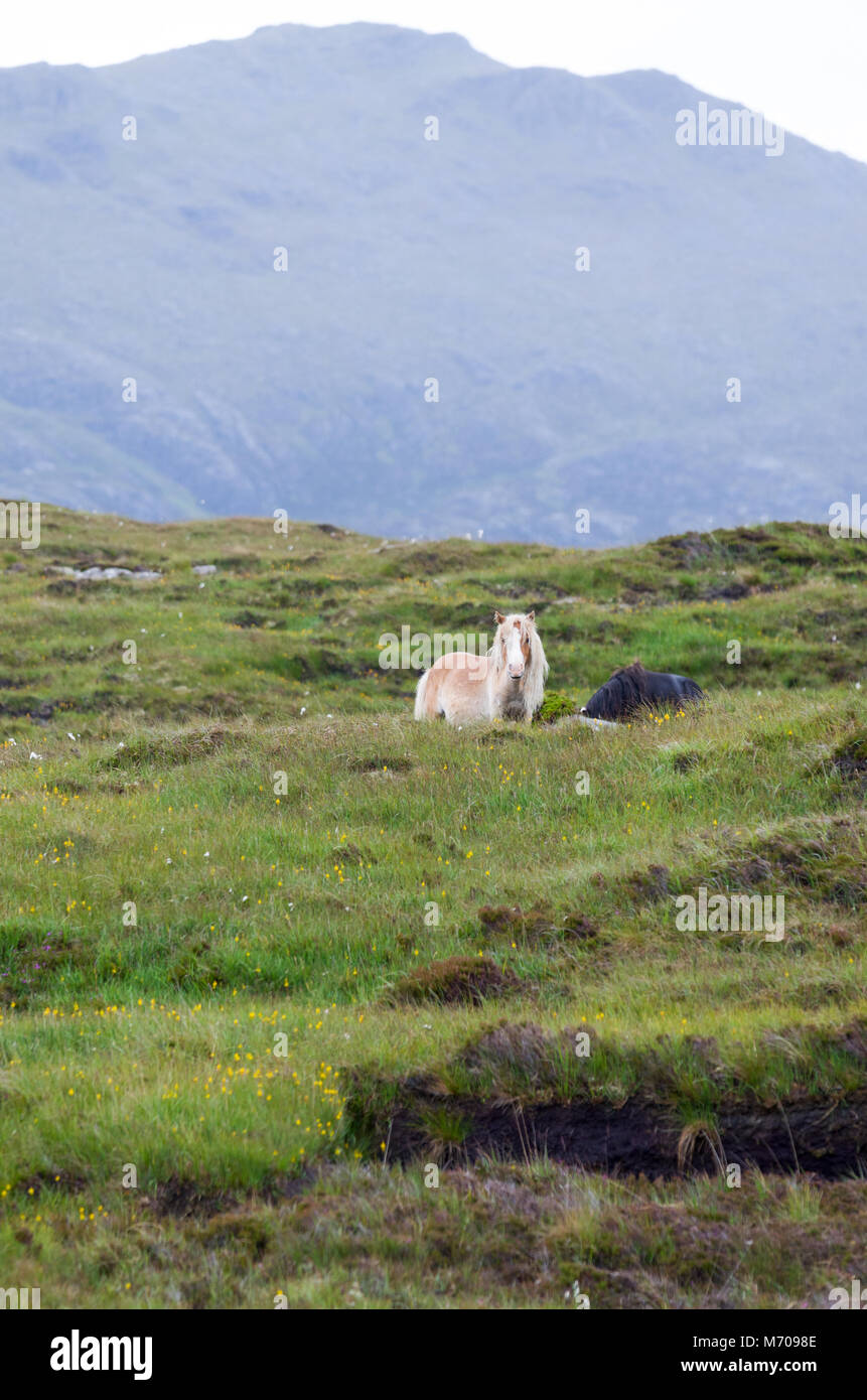 Les poneys sauvages sur les collines à Lochdruidibeg, à l'île de South Uist, îles Hébrides, Ecosse, Royaume-Uni Banque D'Images