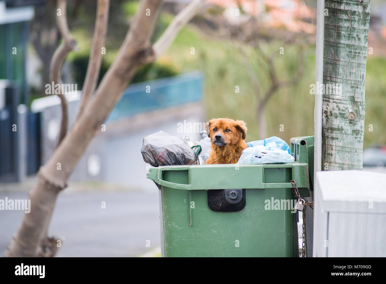 Un chien errant se trouve dans une poubelle restes manger à Madère, Portugal Banque D'Images
