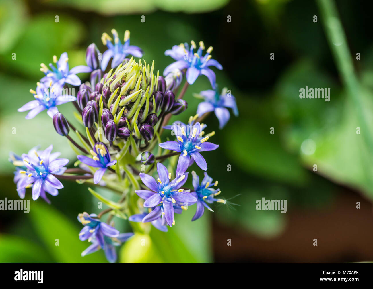 Un plan macro sur les fleurs d'un bleu squill portugais plante. Banque D'Images