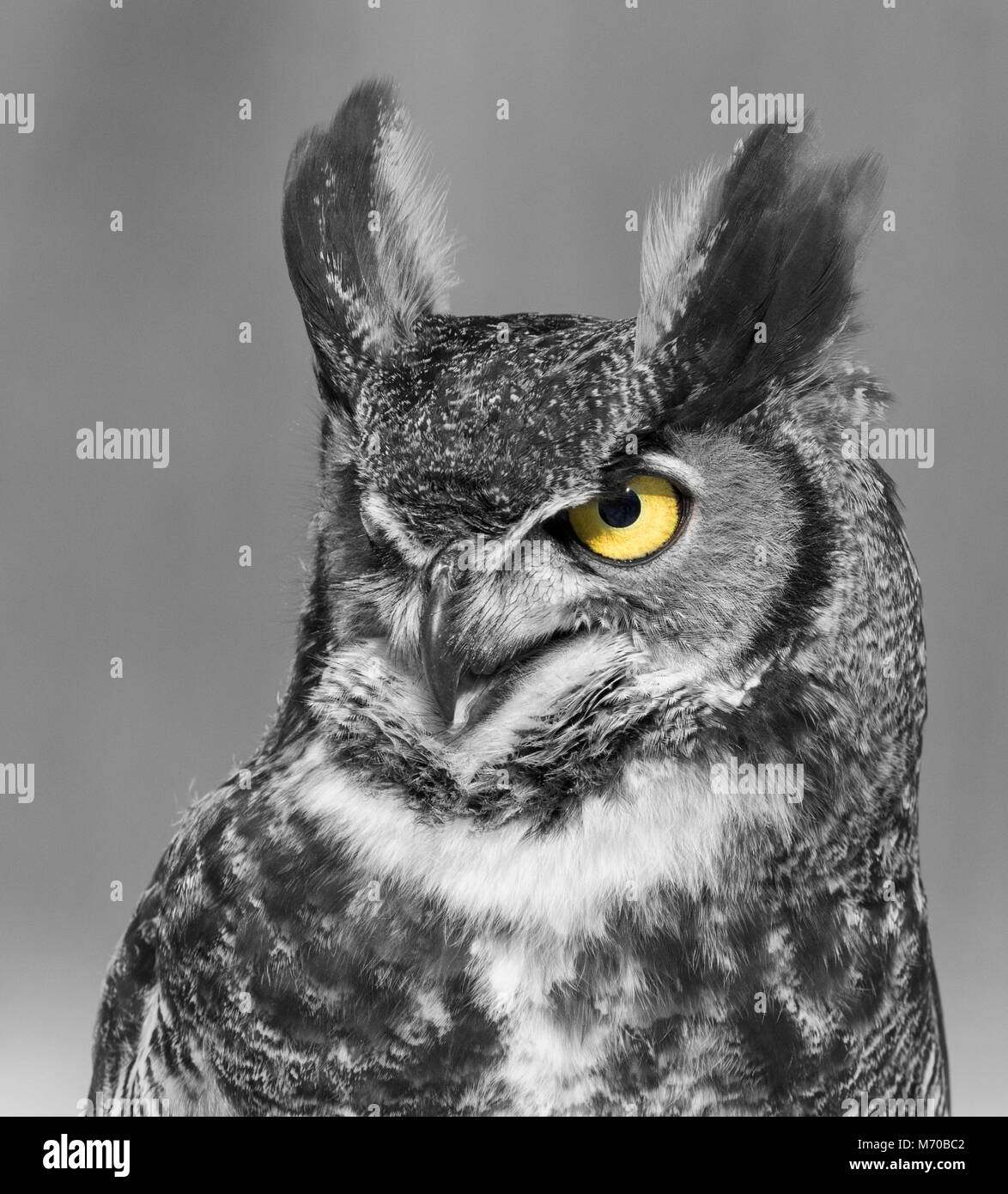 Grand-duc d'Amérique portrait Banque D'Images