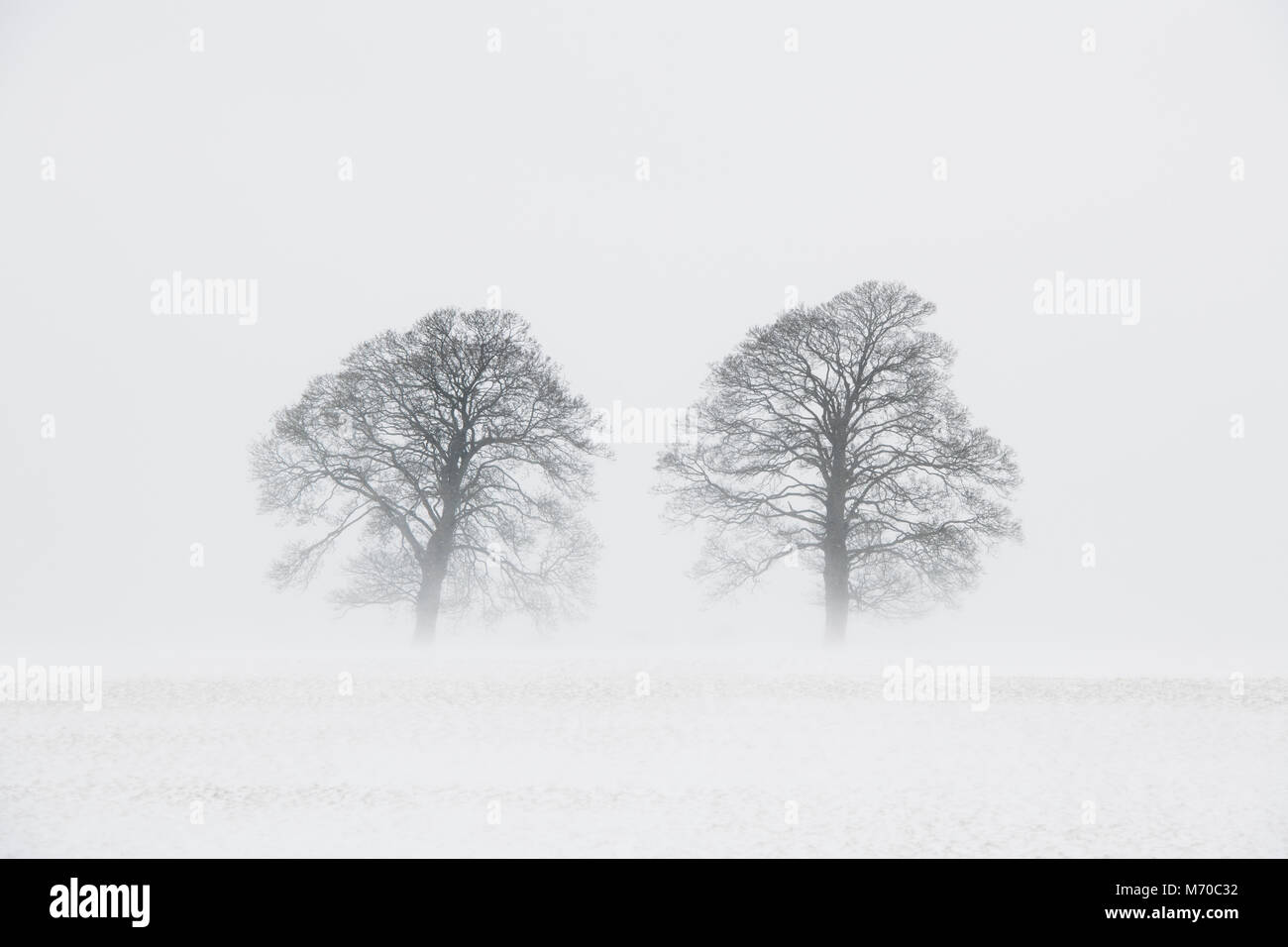 Deux chênes dans la tempête de neige d'hiver dans la campagne des cotswold. Cotswolds, Worcestershire, Angleterre Banque D'Images