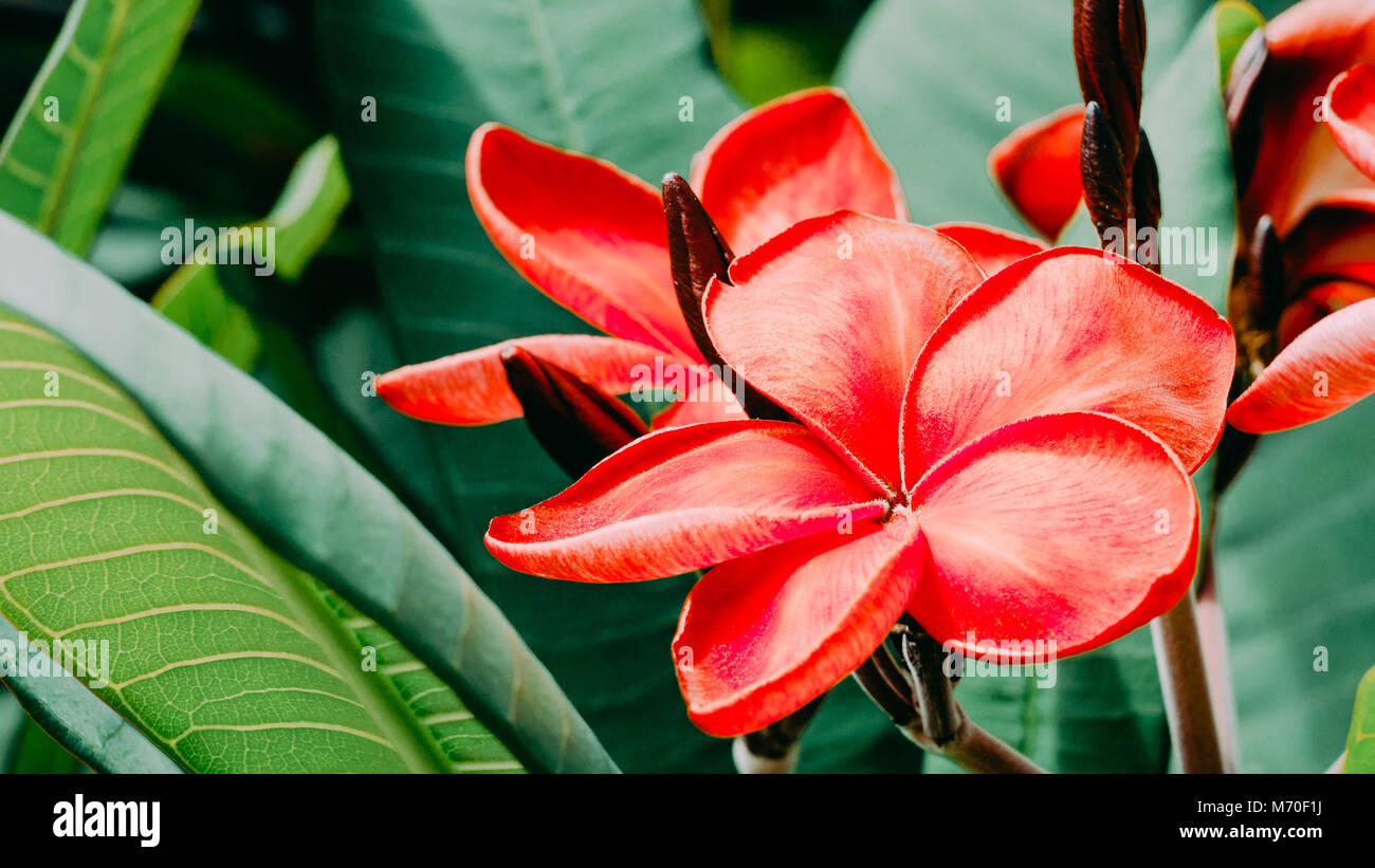 Bouquet de fleurs de plumeria frangipanier rouge aux beaux jours Banque D'Images