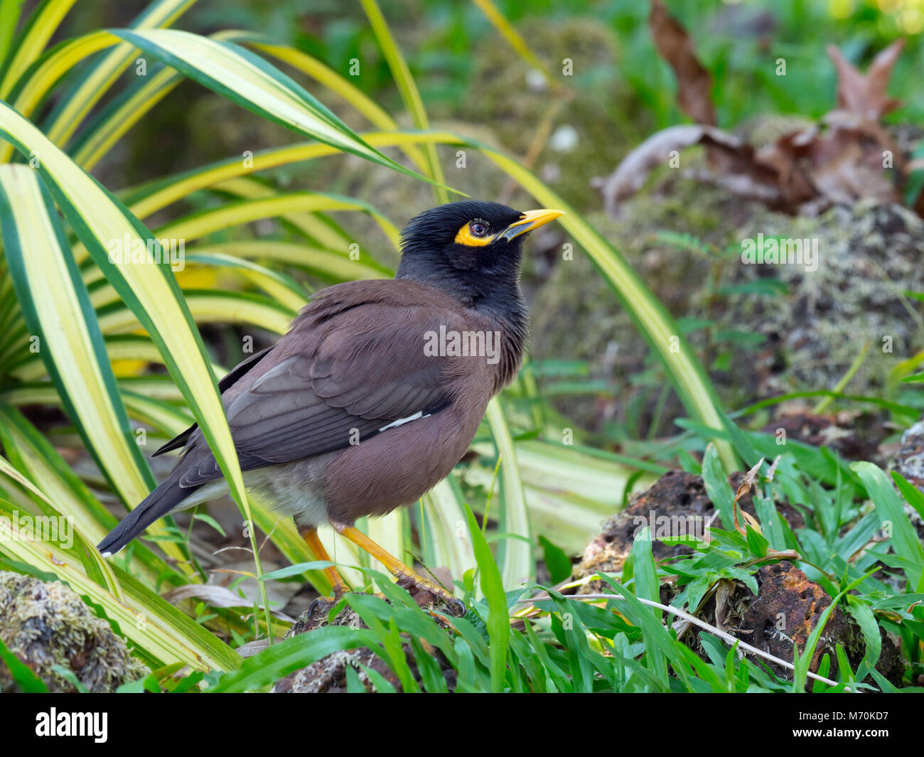 Myna Acridotheres Commune tristis Mynah indien Banque D'Images