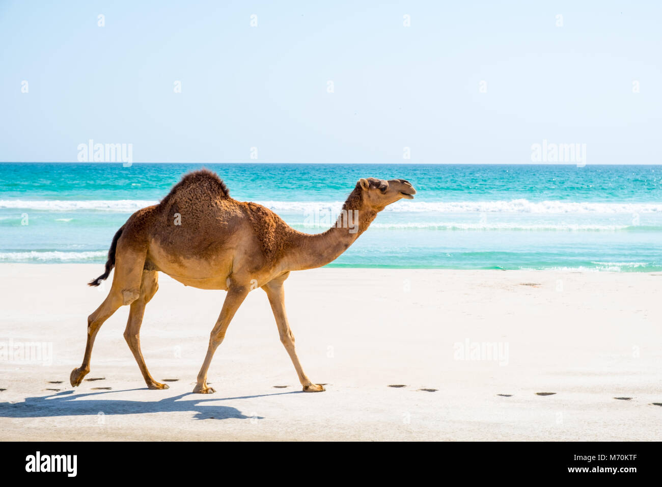 Camel sur la plage de Mascate, Sultanat d'Oman Banque D'Images