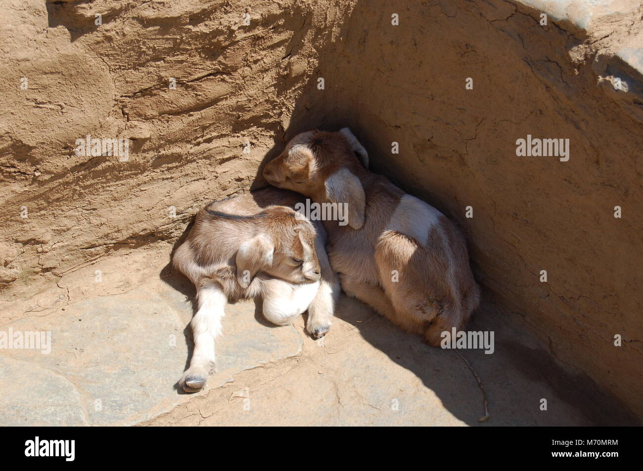 Chèvres bébé endormi dans un village de Uttarakhand, Inde Banque D'Images
