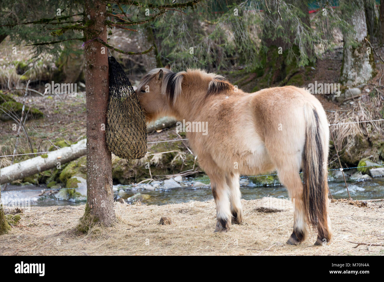 Un joli poney brun à partir d'un sac de foin d'alimentation relié à un pin dans un parc à Morzine Haute Savoie Portes du Soleil France Banque D'Images