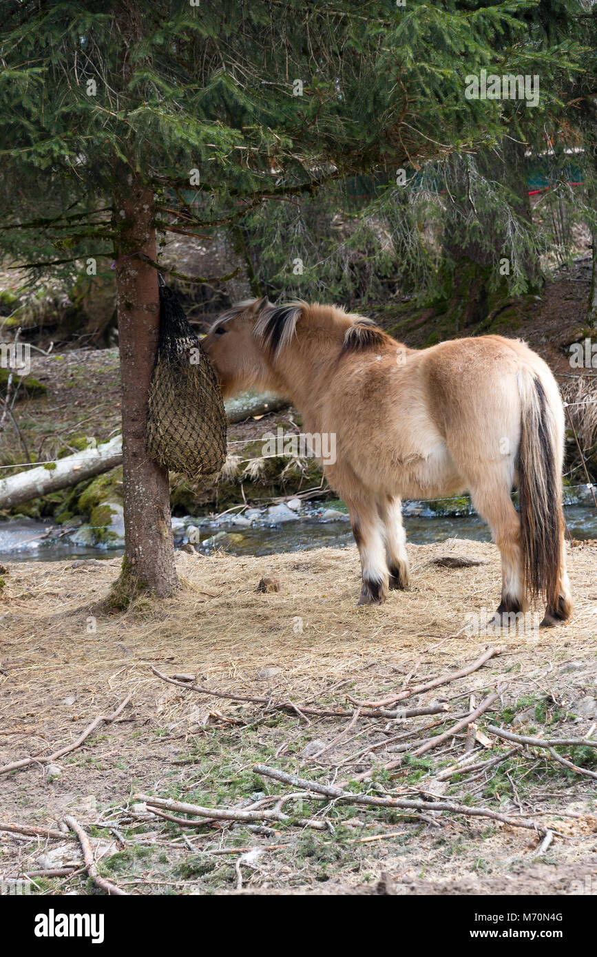 Un joli poney brun à partir d'un sac de foin d'alimentation relié à un pin dans un parc à Morzine Haute Savoie Portes du Soleil France Banque D'Images