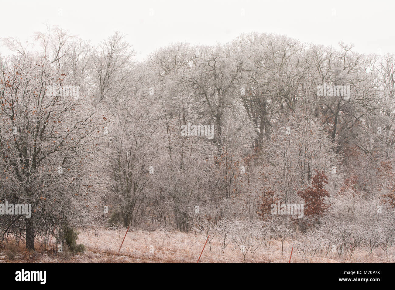 Arbres couverts de glace après une tempête, comme une forêt de conte de fées Banque D'Images