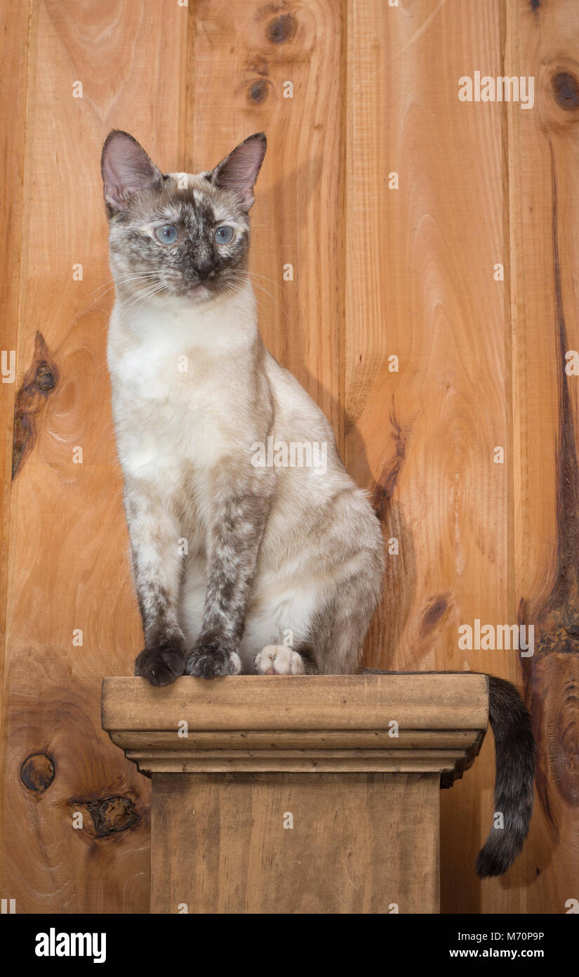 Jolie petite tortie point Siamese Cat assis sur un poteau Banque D'Images