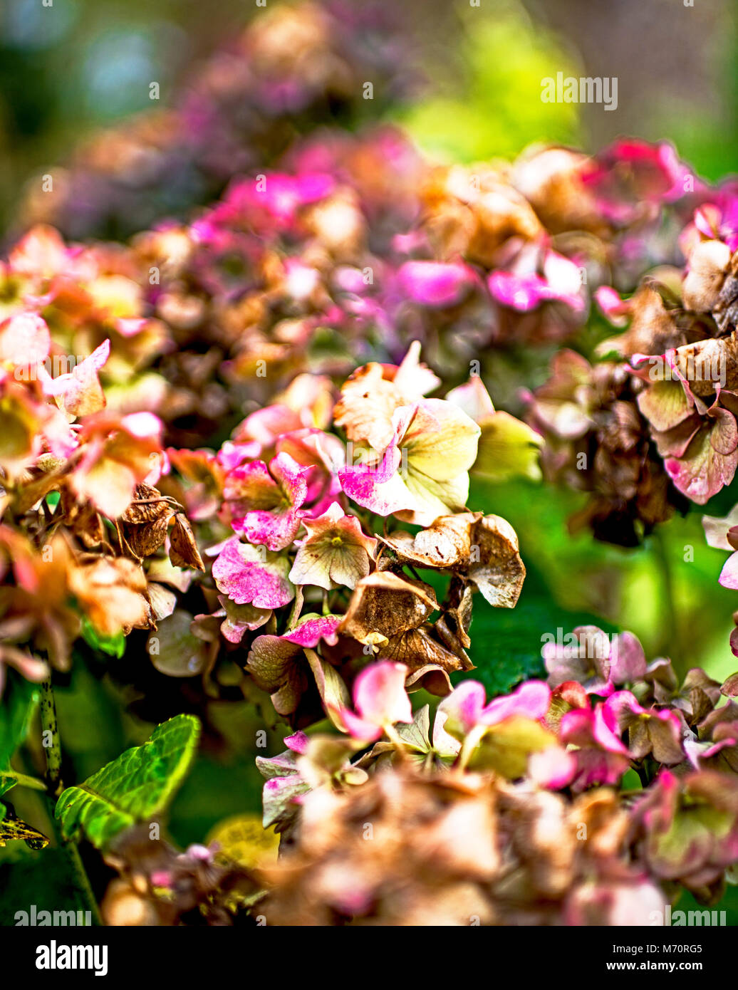 Verwelkte ; Hortensie hydrangea s'est évanoui Banque D'Images