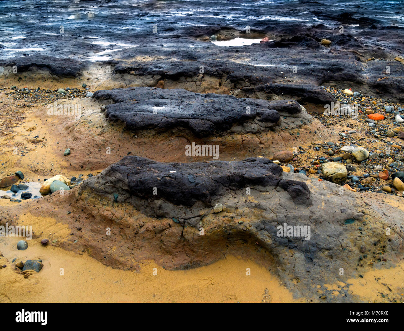 Bois fossile provenant d'arbres datant de la dernière ère glaciaire exposée par décaper dans la plage à Redcar North Yorkshire Banque D'Images