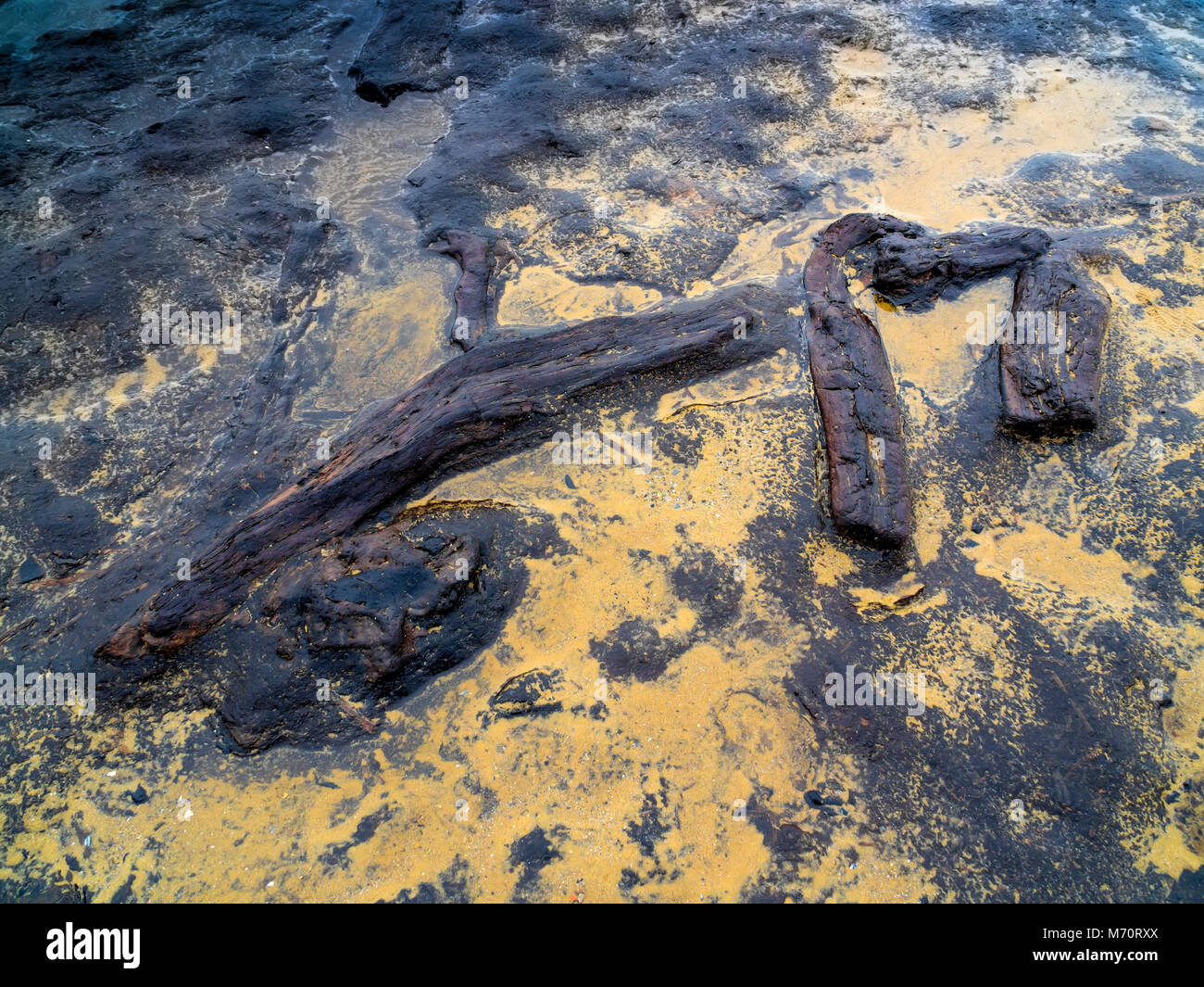 Bois fossile provenant d'arbres datant de la dernière ère glaciaire exposée par décaper dans la plage à Redcar North Yorkshire Banque D'Images