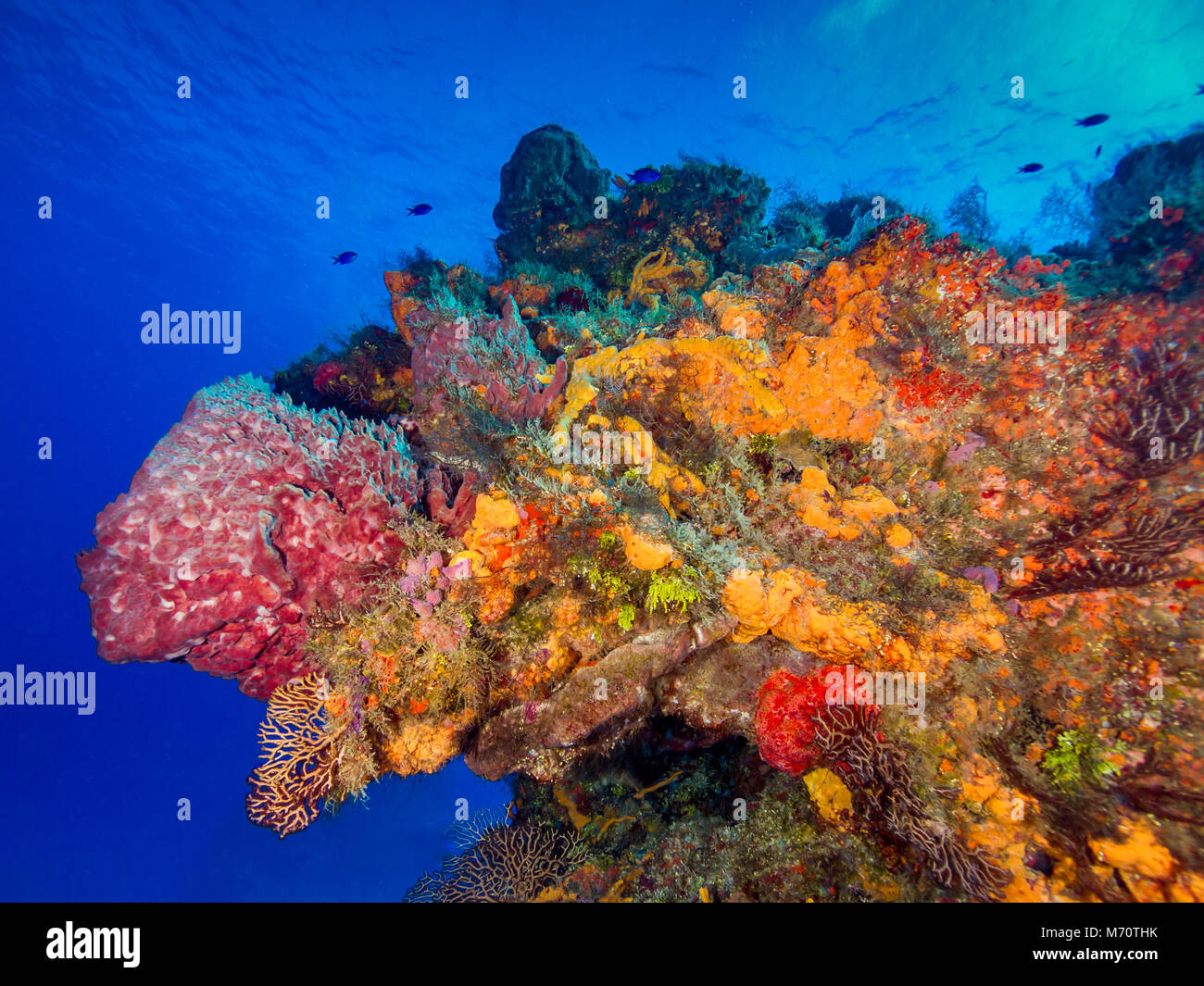 Les récifs coralliens avec les poissons et l'eau bleu ciel, Banque D'Images