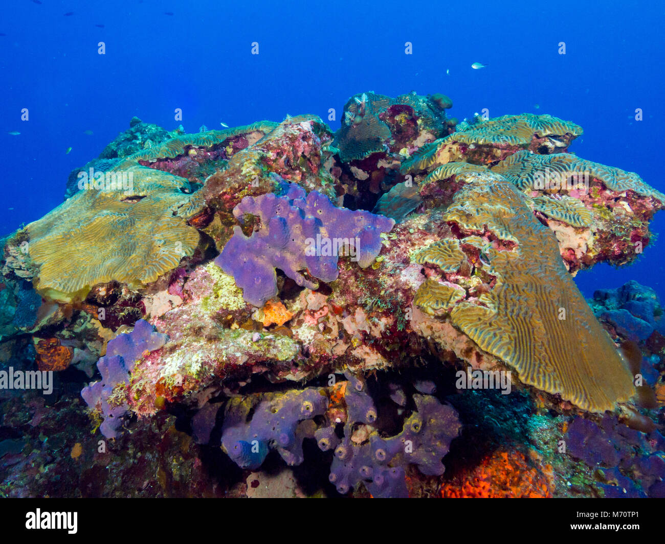 Les récifs coralliens avec les poissons et l'eau bleu ciel, Banque D'Images