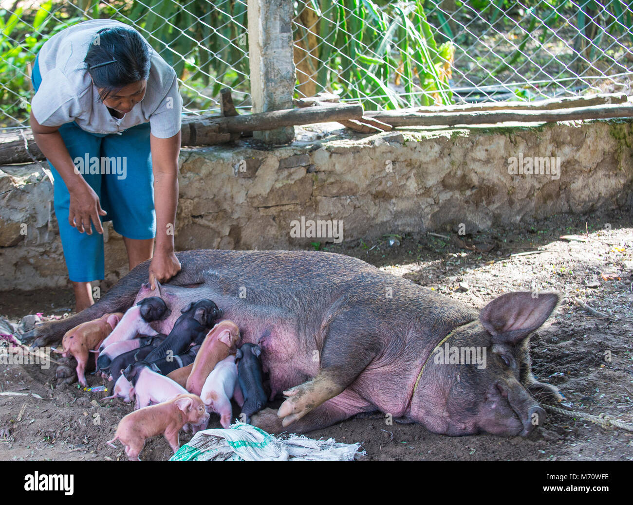 BAGAN, MYANMAR, SEP 06 : un cochon porcelets de lait dans un village près de Bagan le 06 septembre 2017 Banque D'Images