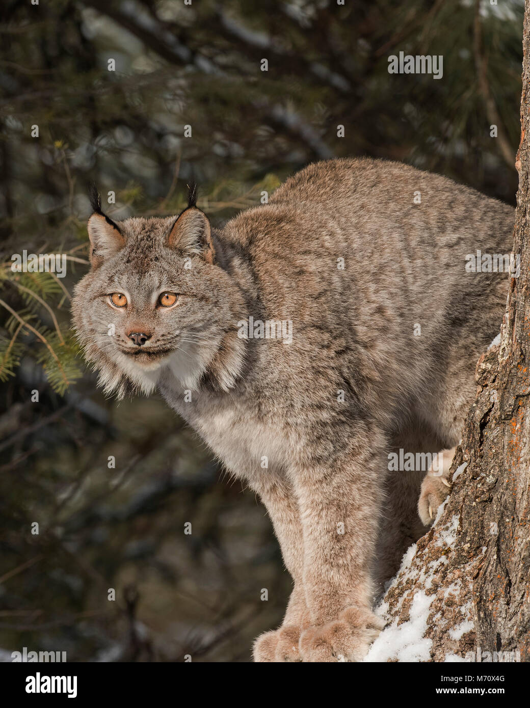 Lynx du Canada Banque D'Images