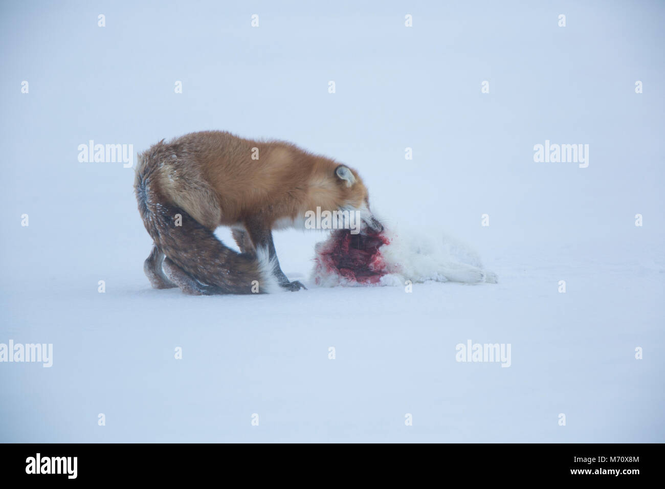 01871-02819 Red Fox (Vulpes vulpes) Renard arctique (Alopex lagopus) au cap Churchill, Parc National de Wapusk, Churchill, MB Banque D'Images