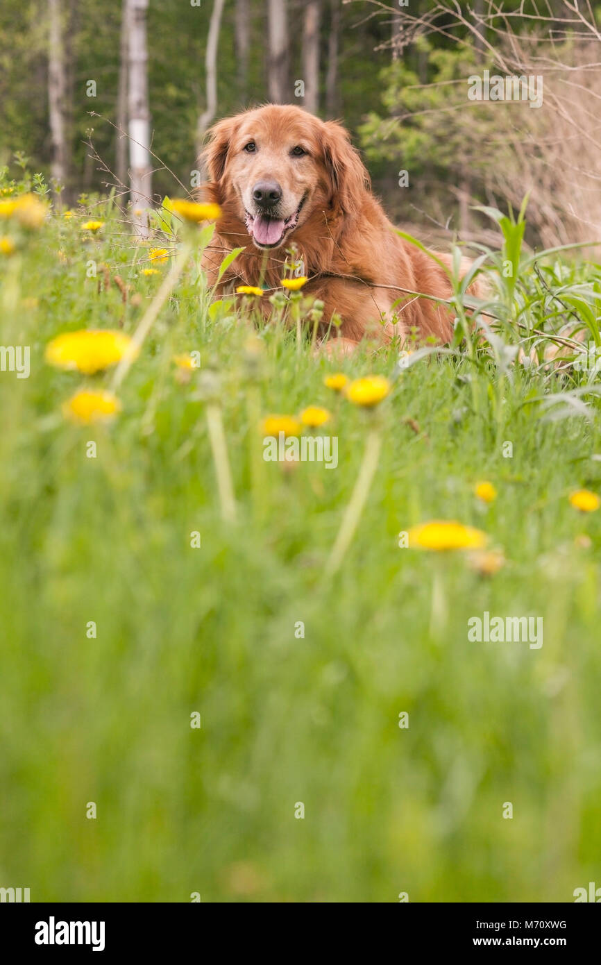 Golden retriever dog se reposant dans un pré de fleurs sauvages Banque D'Images