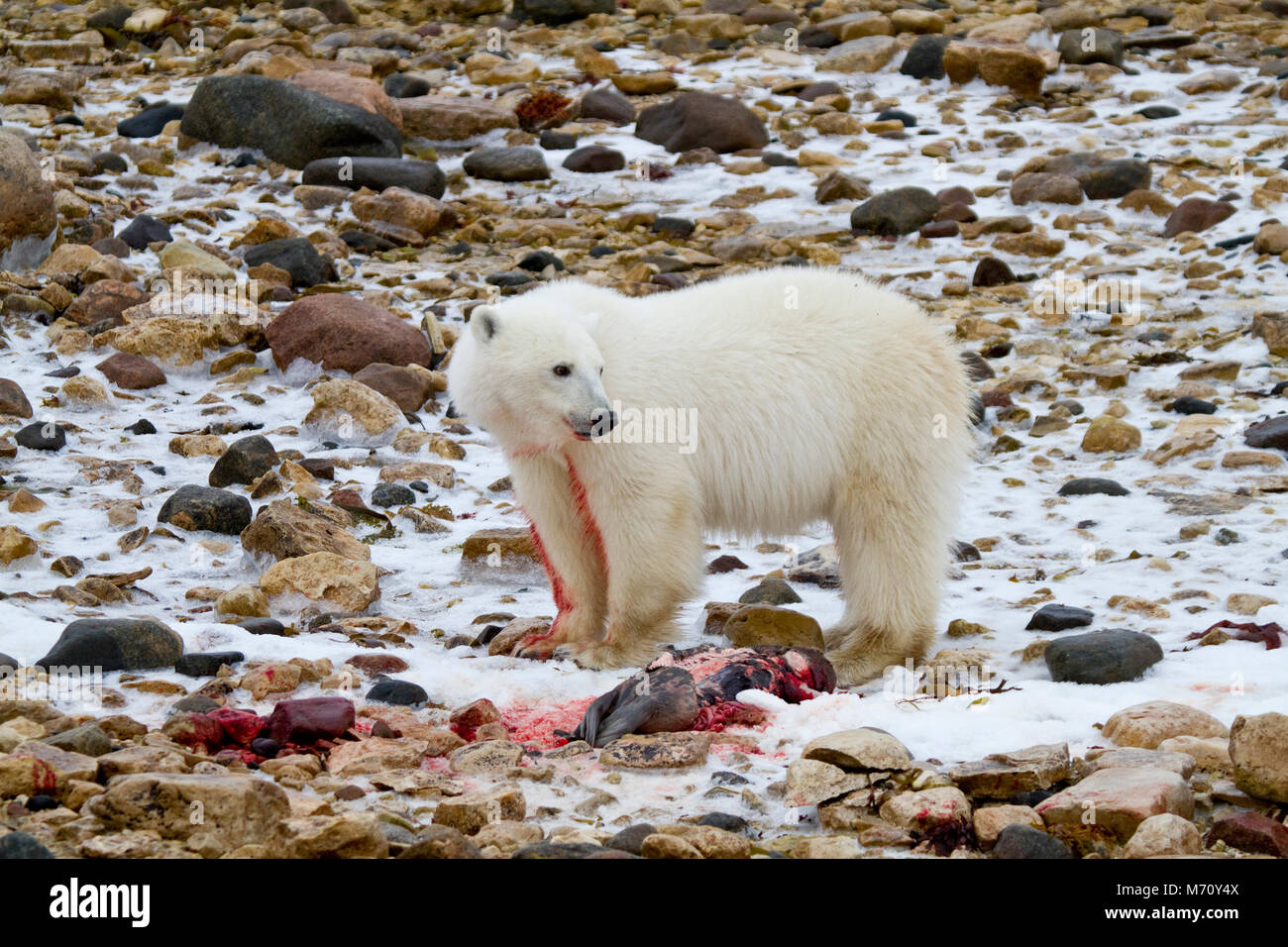 01874-12908 l'ours polaire (Ursus maritimus) manger le phoque annelé (Phoca hispida) en hiver, l'aire de gestion de la faune de Churchill, Churchill, MB Canada Banque D'Images