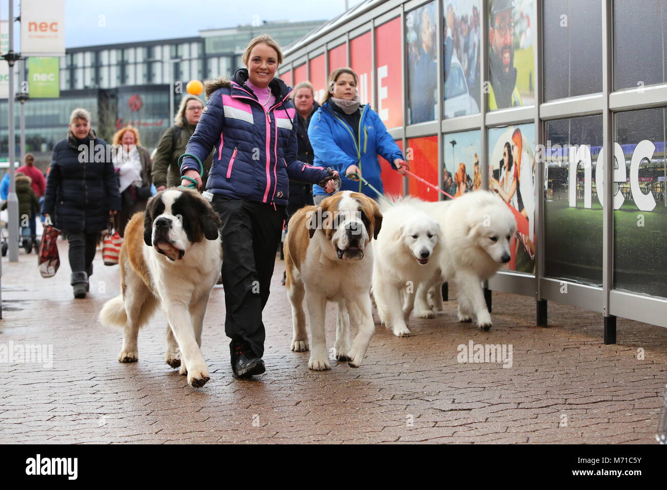 Birmingham, UK. 8 mars 2018. Les chiens qui arrivent pour le début de Crufts 2018.Crédit : Jon Freeman/Alamy Live News Banque D'Images