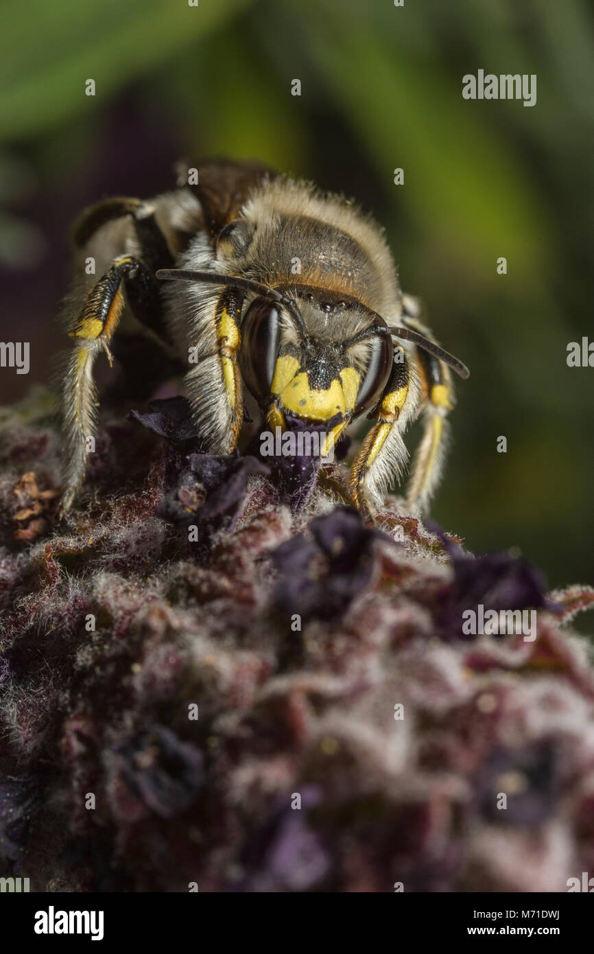 Un homme cardeur de laine - abeille le manicatum - sur une fleur de lavande. Banque D'Images