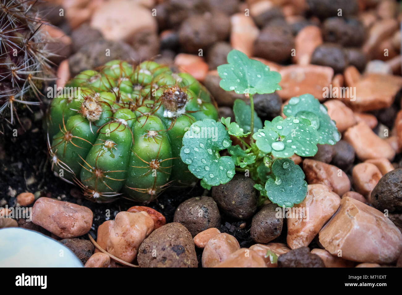 Cactus et plantes humide après la pluie Banque D'Images