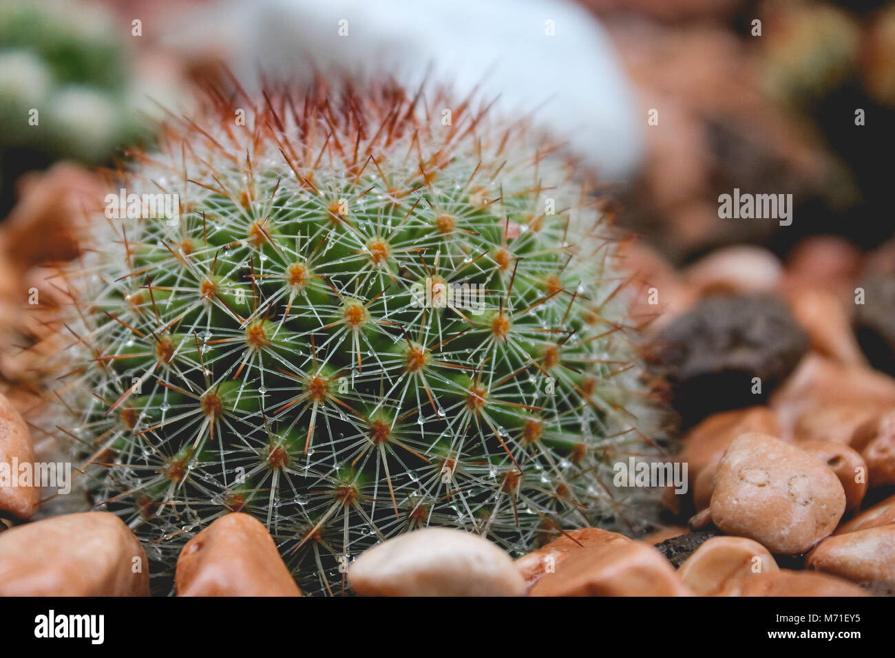 Cactus et épines humide après la pluie Banque D'Images