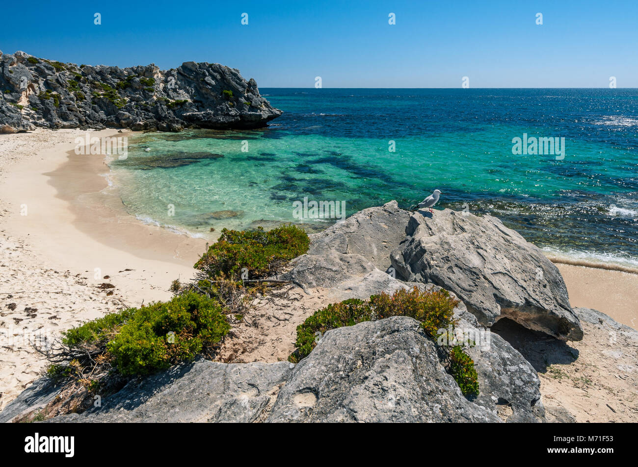 Perruche peu Bay sur l'île Rottnest. Banque D'Images