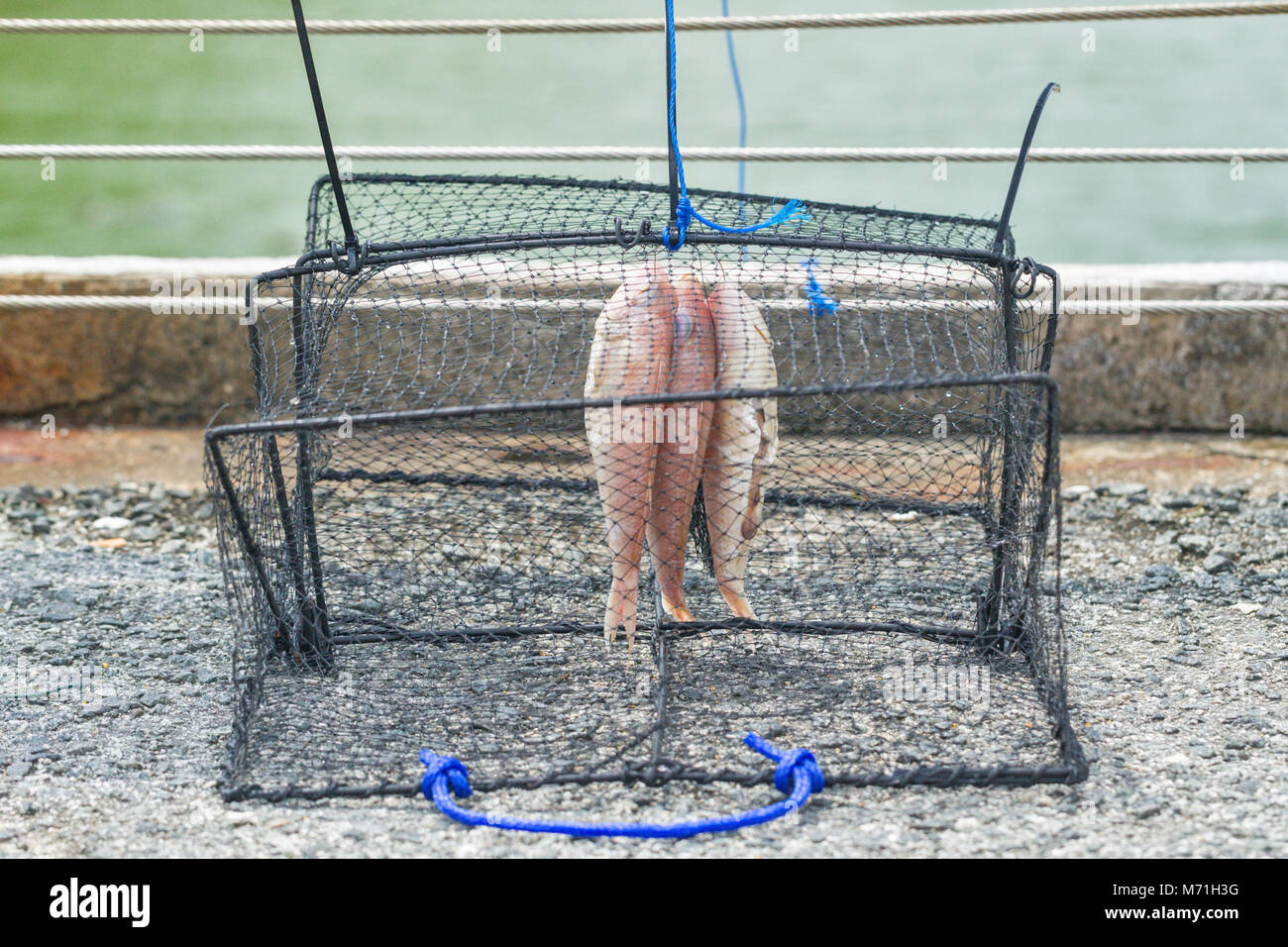 Les pièges à poissons illégales causent la mort de loutres. Banque D'Images